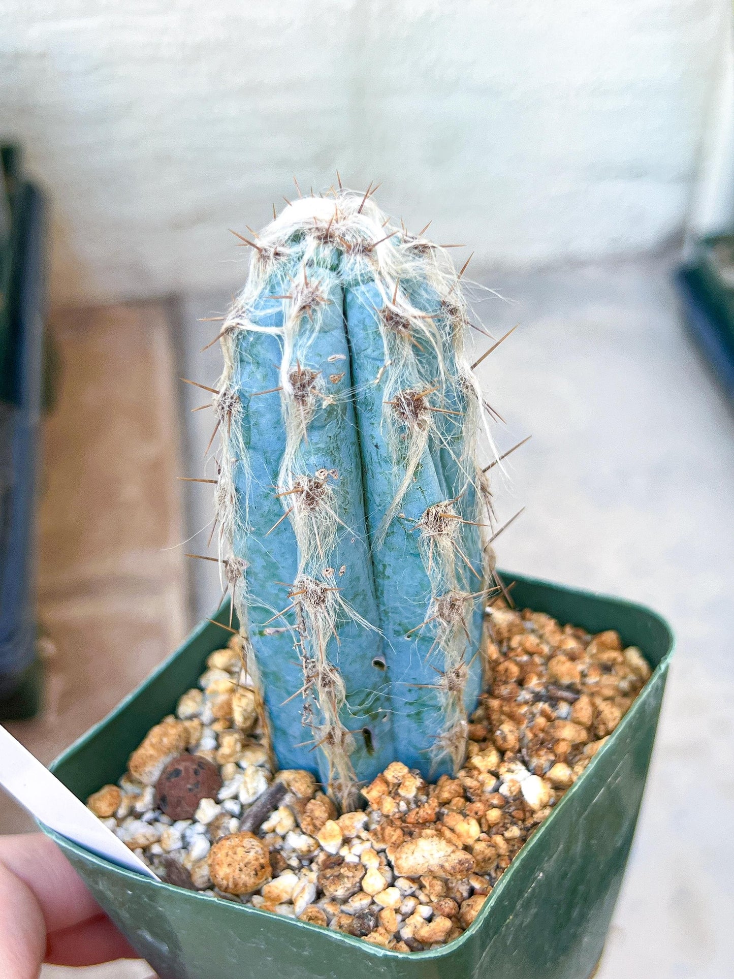 Pilosocereus Pachycladus | Cactus Plants | Imported Plants