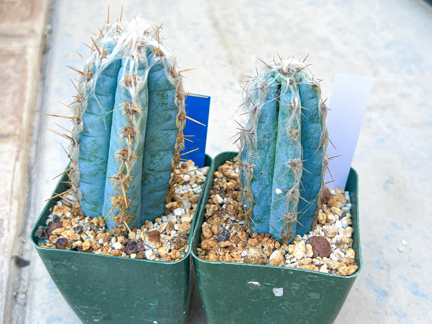 Pilosocereus Pachycladus | Cactus Plants | Imported Plants