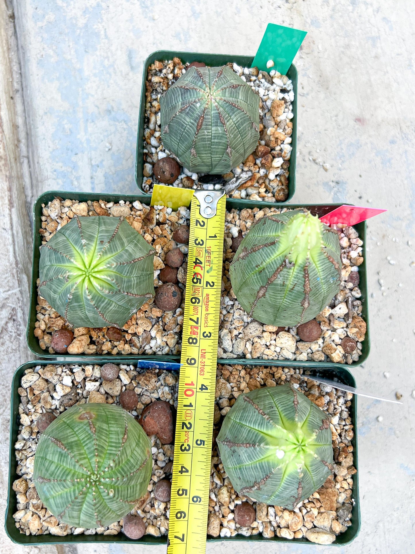 Euphorb obesa | Cactus Plants | Imported Plants