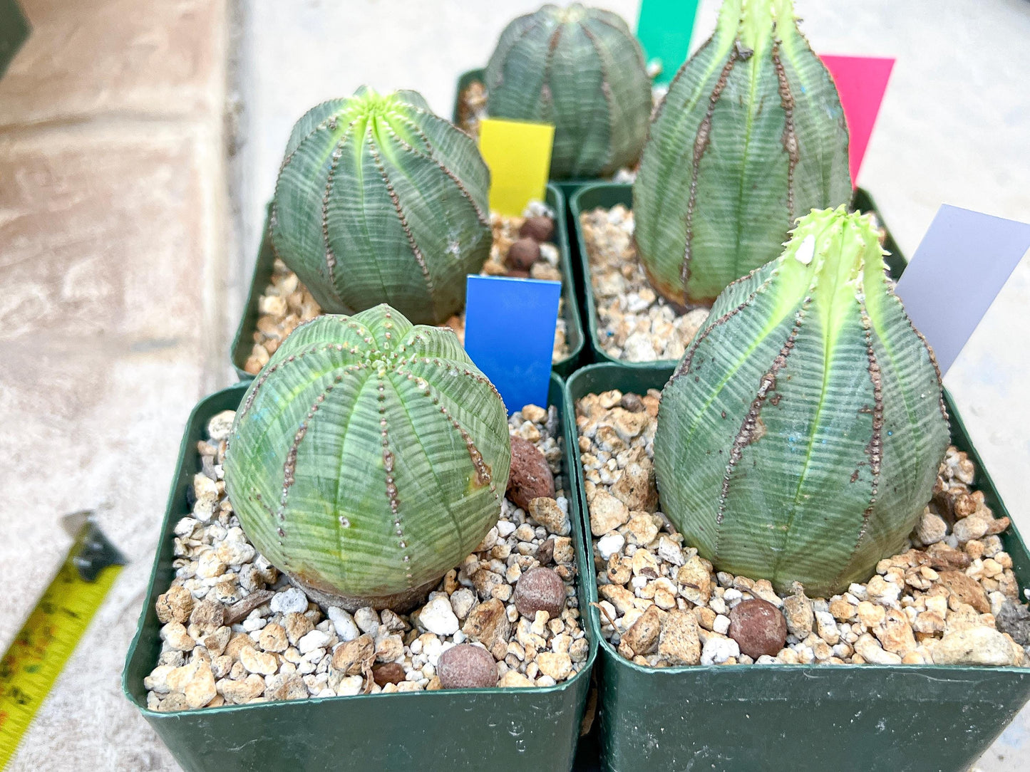 Euphorb obesa | Cactus Plants | Imported Plants