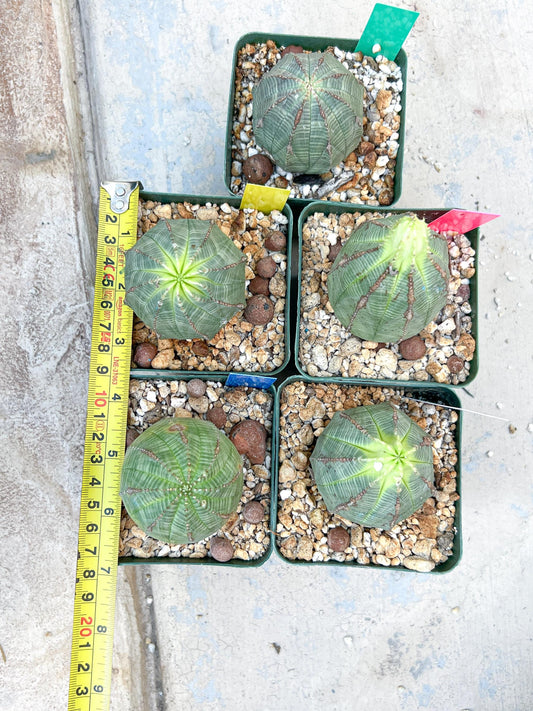 Euphorb obesa (Pink) | Imported Plants