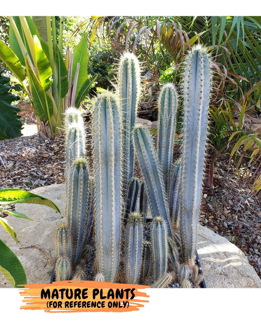 Pilosocereus Pachycladus | Cactus Plants | Imported Plants