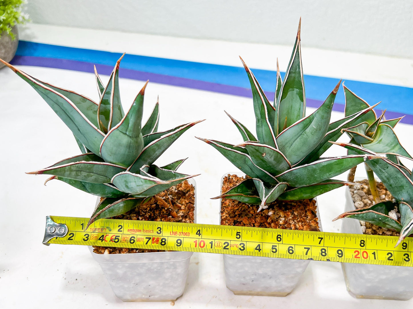 Sansevieria Pinguicula | Rare Import