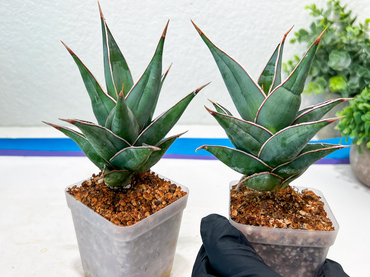 Sansevieria Pinguicula | Rare Import