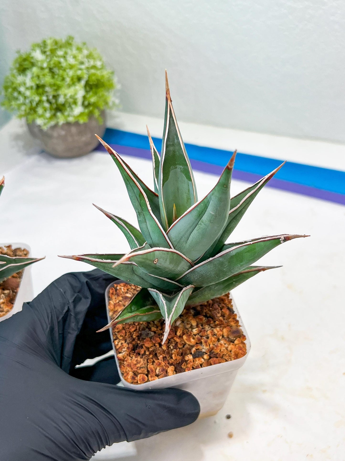 Sansevieria Pinguicula | Rare Import