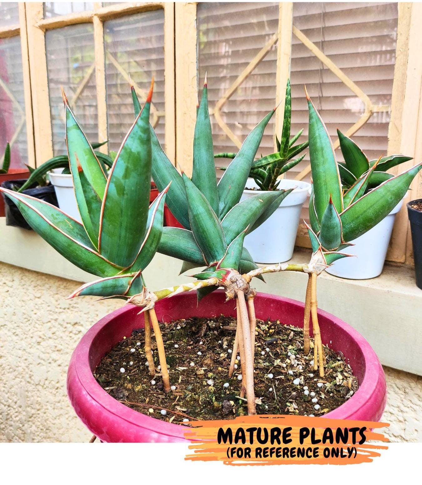 Sansevieria Pinguicula | Rare Import