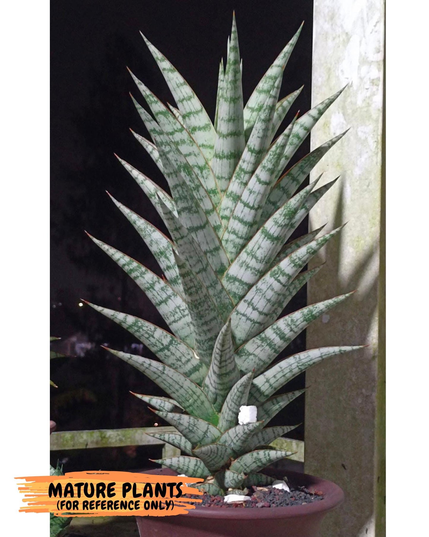 Sansevieria baladewa (#H48) | Snake plant Hybrids