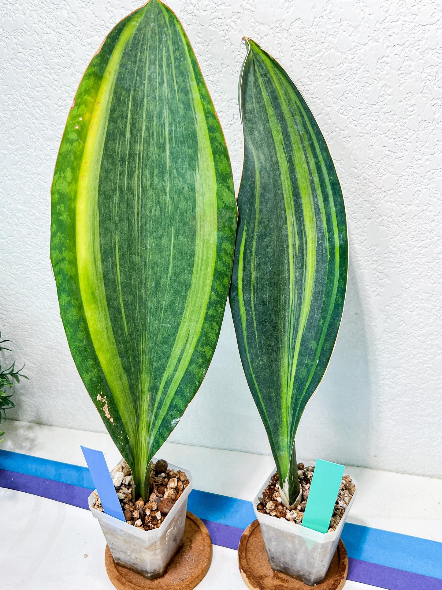 Sansevieria Masoniana Variegated | Mason | Shark Fin