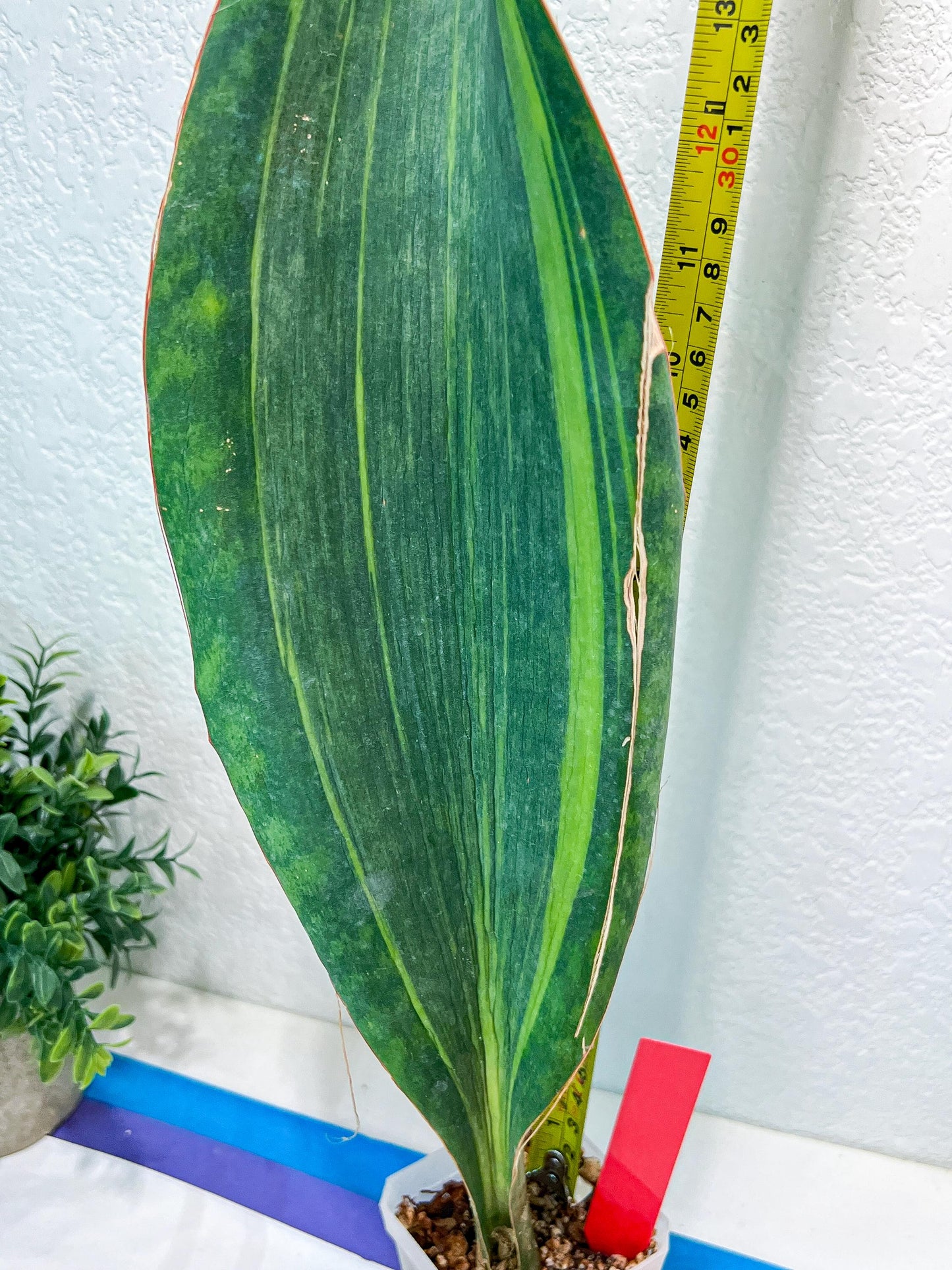 Sansevieria Masoniana Variegated | Mason | Shark Fin
