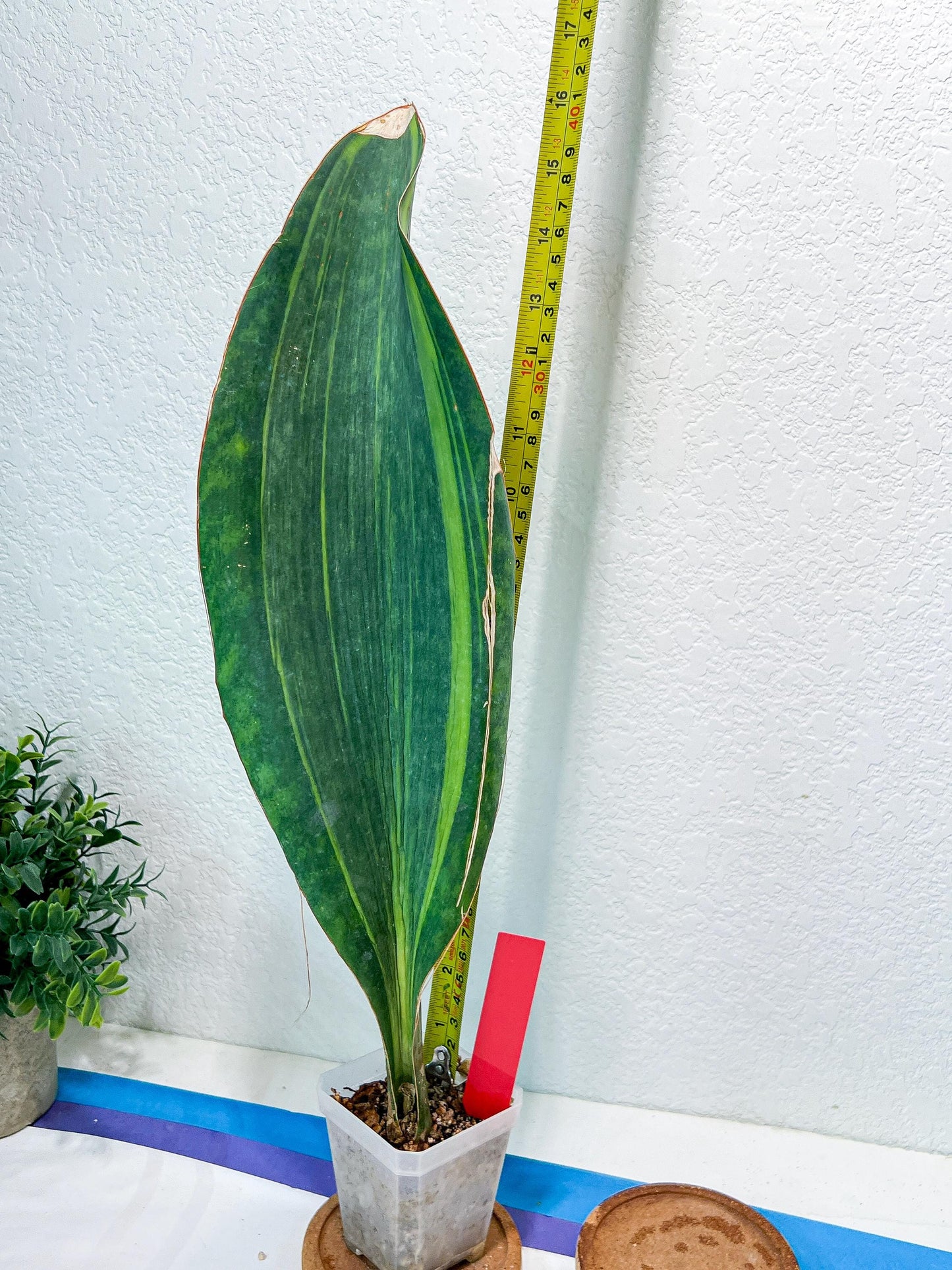 Sansevieria Masoniana Variegated | Mason | Shark Fin
