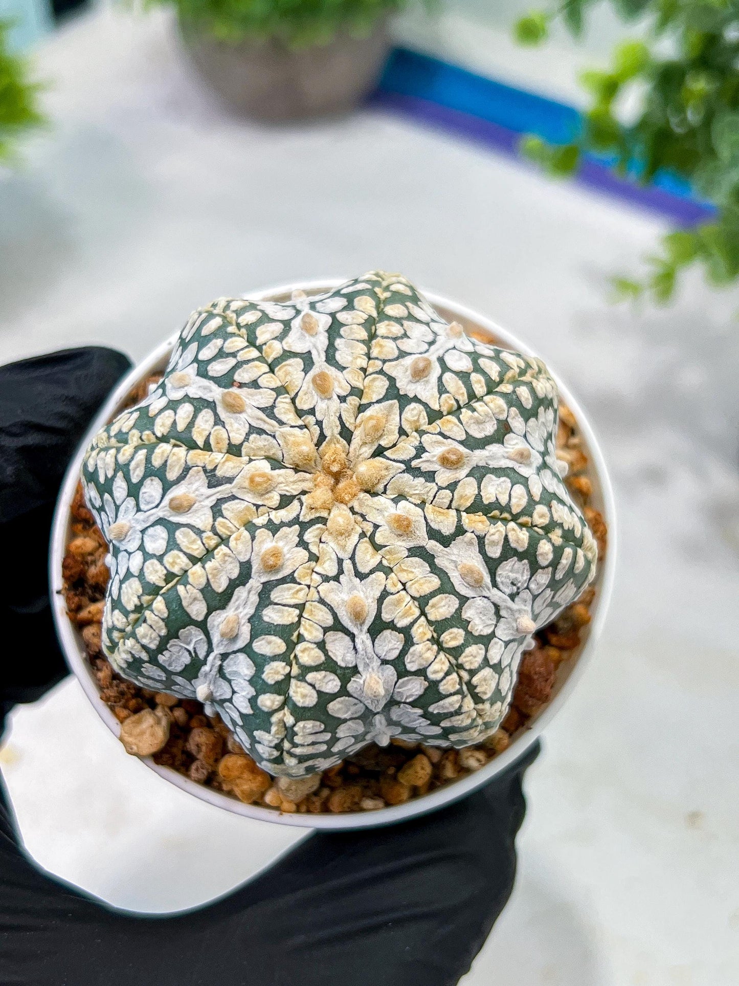 Custom Order- We’ll send you the exact live plant pictured (T5) (g1) | Imported From Japan | 3" Pot