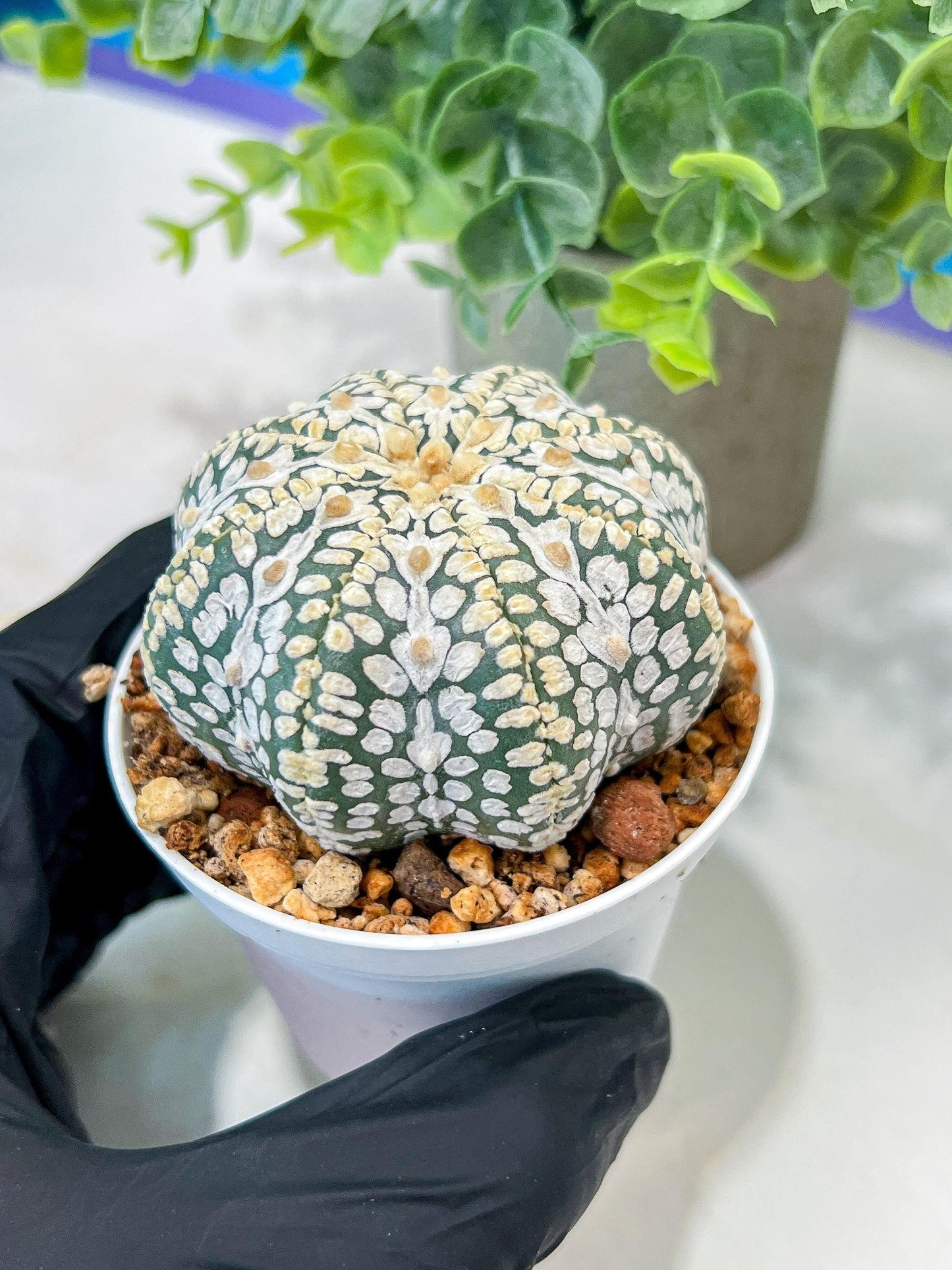 Custom Order- We’ll send you the exact live plant pictured (T5) (g1) | Imported From Japan | 3" Pot