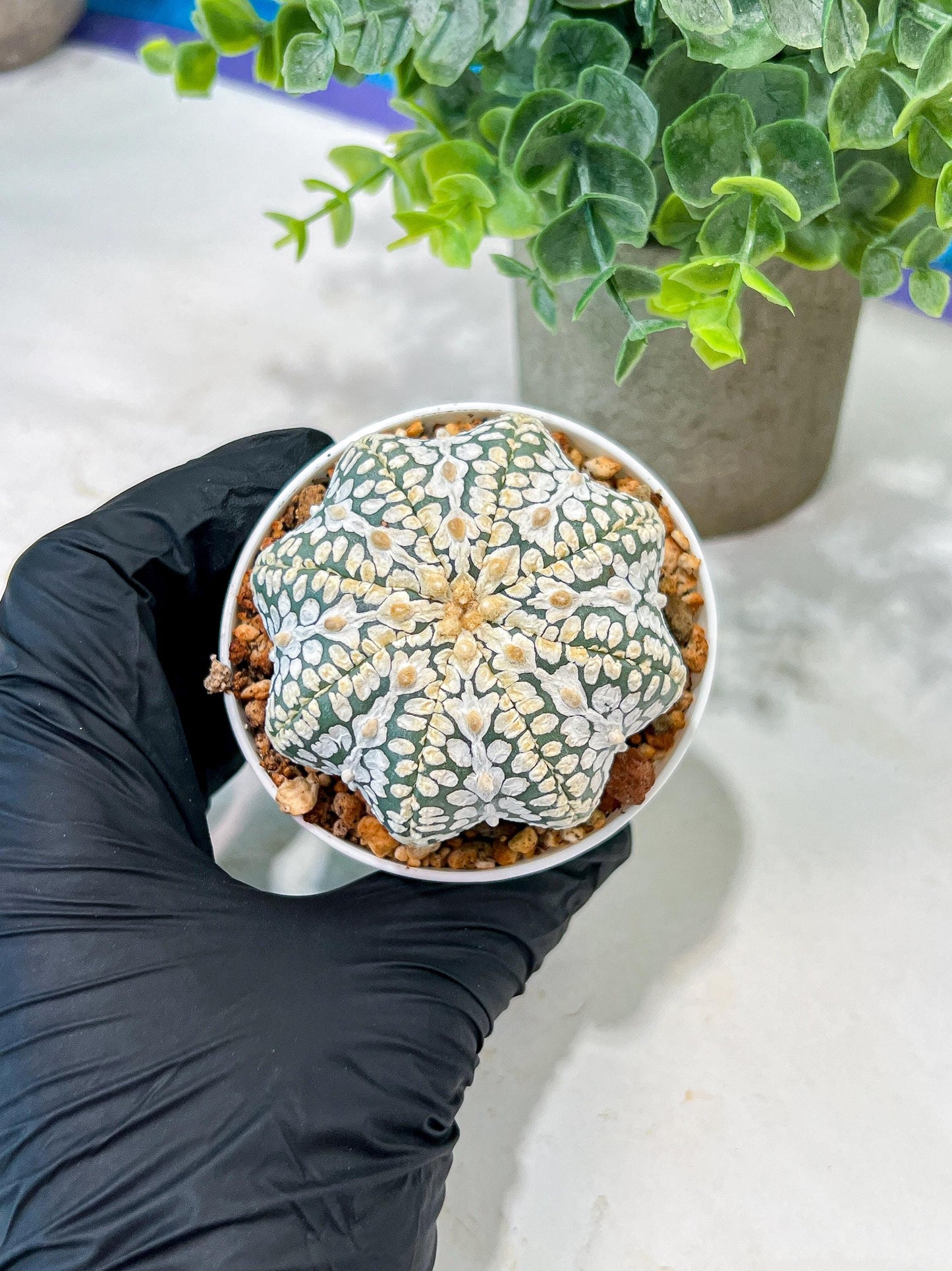 Custom Order- We’ll send you the exact live plant pictured (T5) (g1) | Imported From Japan | 3" Pot