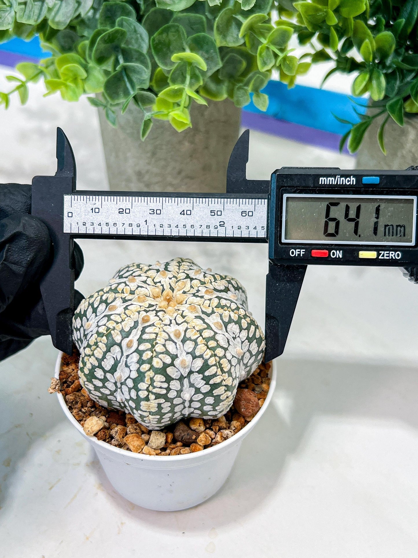 Custom Order- We’ll send you the exact live plant pictured (T5) (g1) | Imported From Japan | 3" Pot