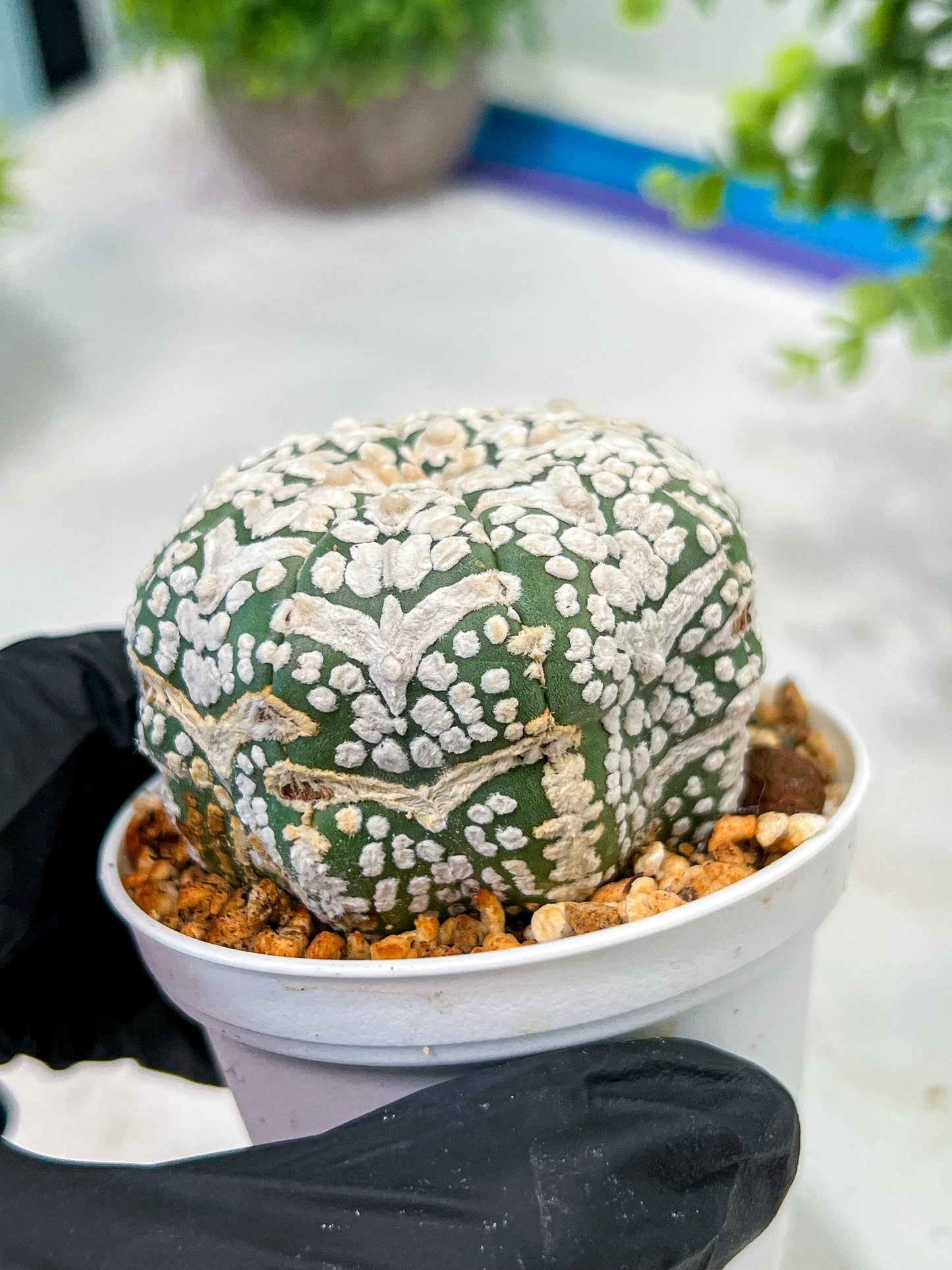 Custom Order- We’ll send you the exact live plant pictured (T5) (g2) | Las Vegas Plant Shop | 3" Pot