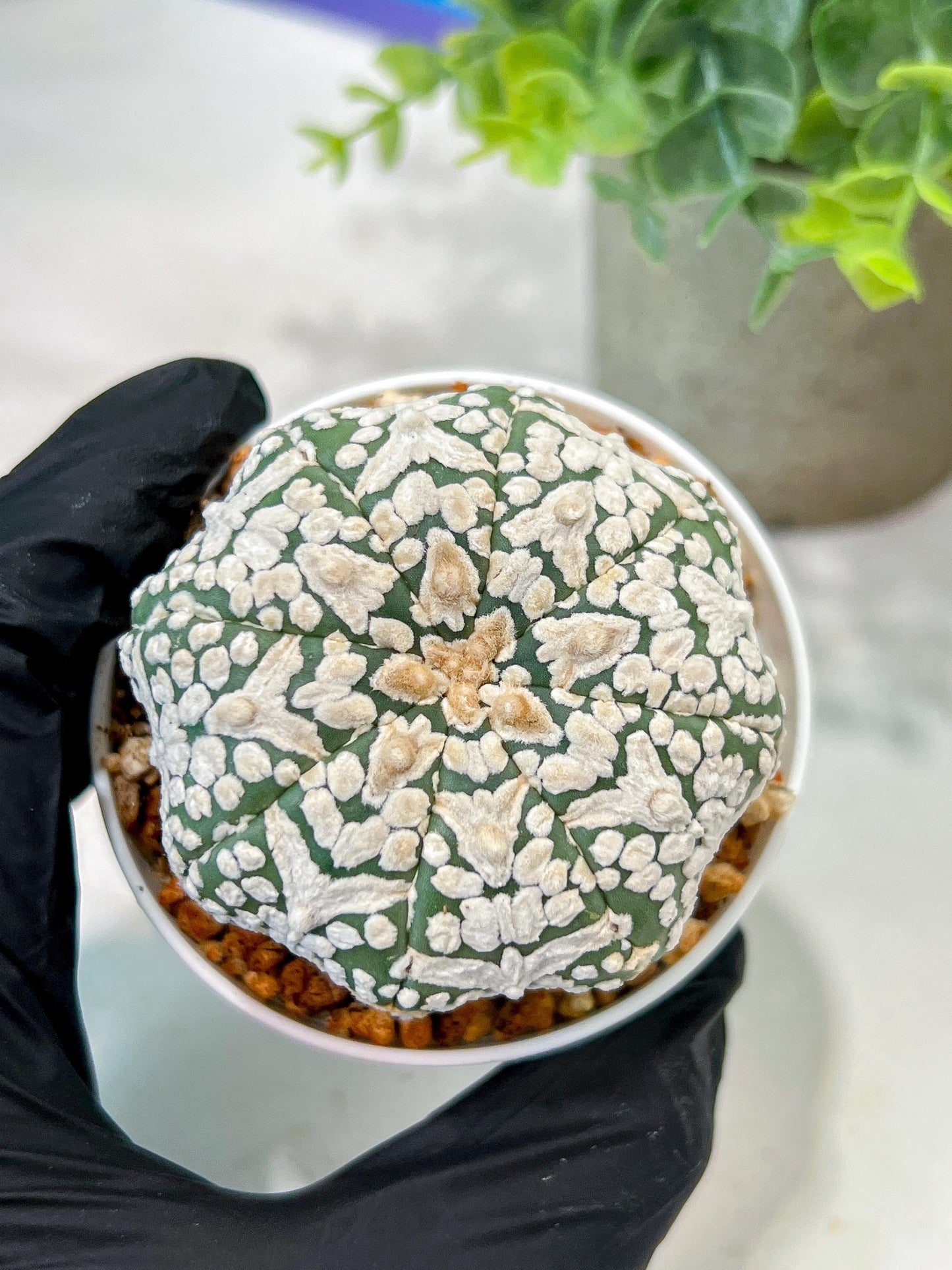 Custom Order- We’ll send you the exact live plant pictured (T5) (g2) | Las Vegas Plant Shop | 3" Pot