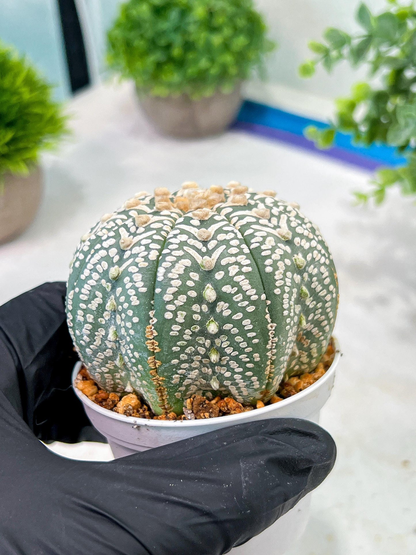 Custom Order- We’ll send you the exact live plant pictured (T5) (g3) | SHIP from USA | 3" Pot