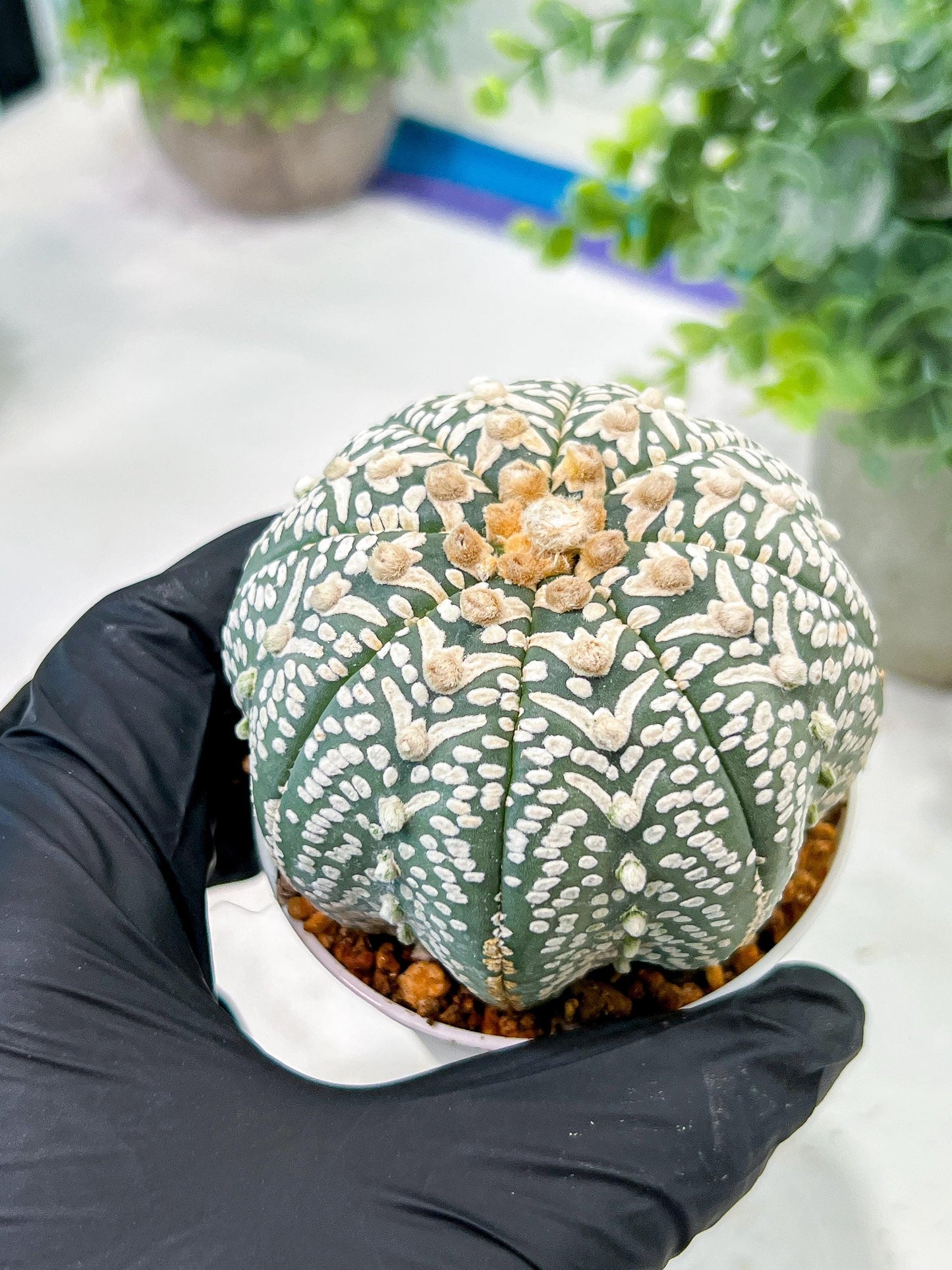 Custom Order- We’ll send you the exact live plant pictured (T5) (g3) | SHIP from USA | 3" Pot