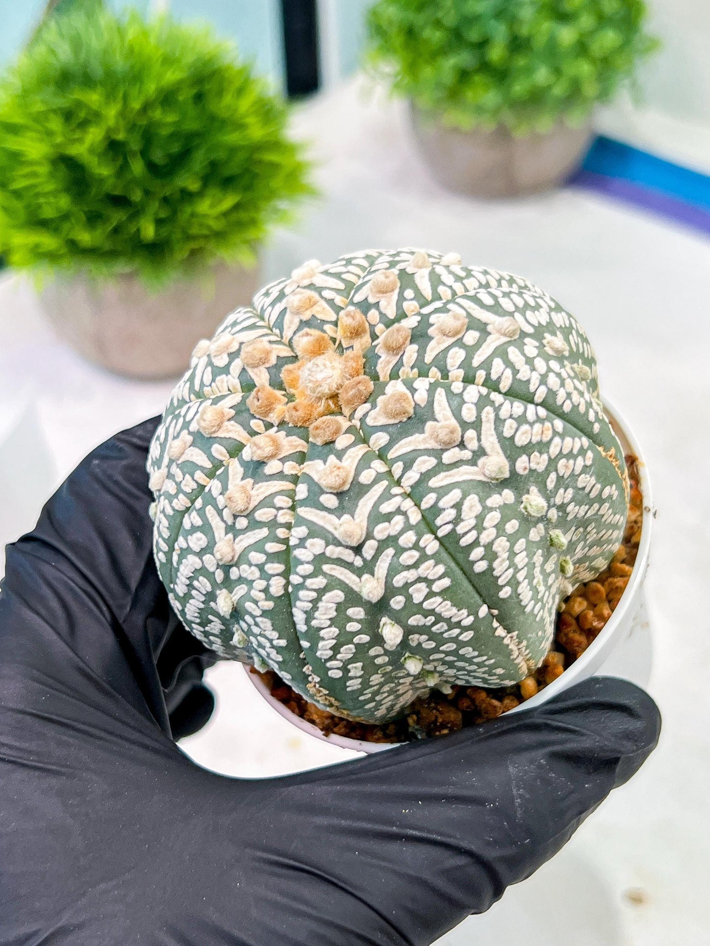 Custom Order- We’ll send you the exact live plant pictured (T5) (g3) | SHIP from USA | 3" Pot
