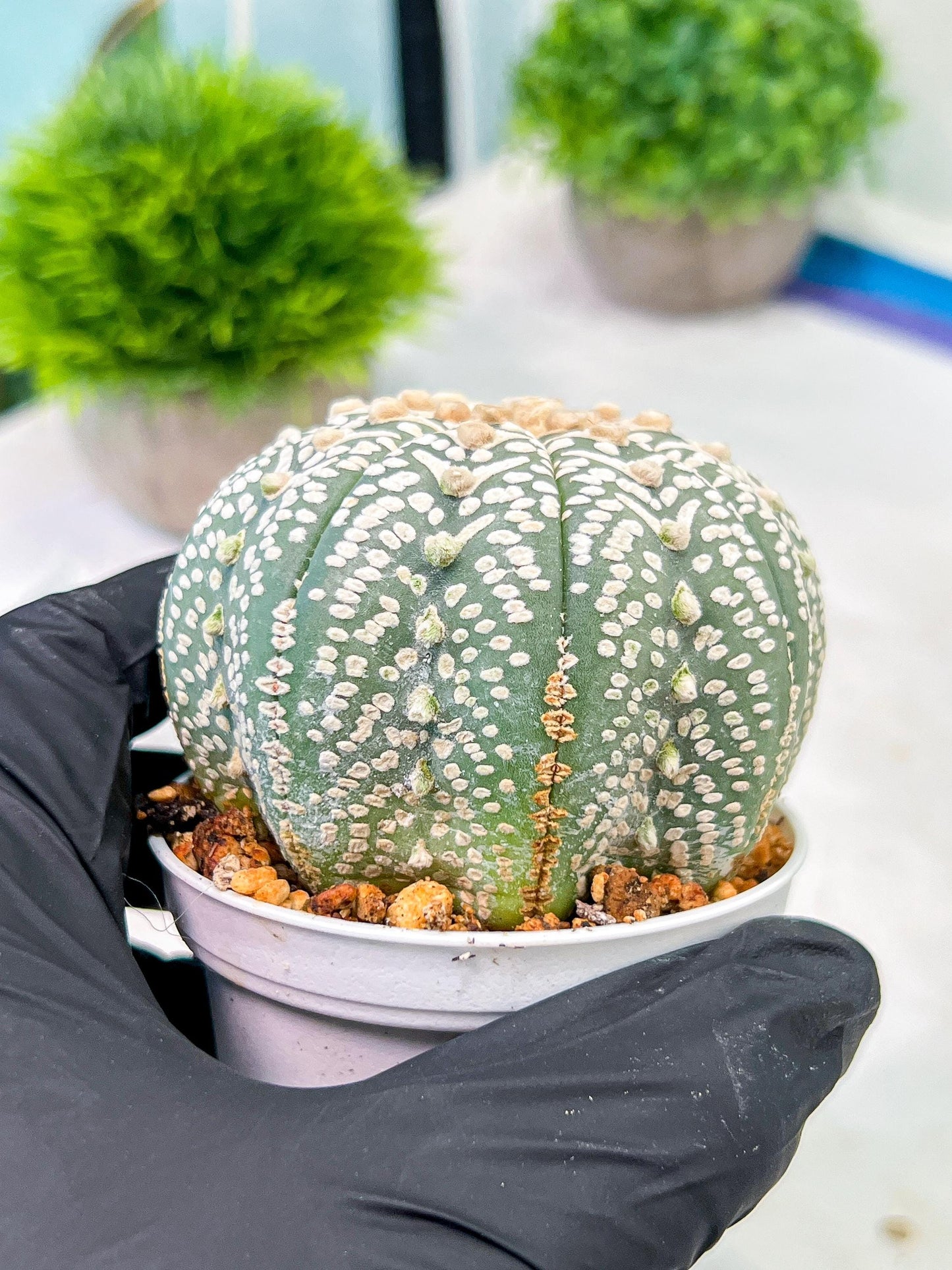 Custom Order- We’ll send you the exact live plant pictured (T5) (g3) | SHIP from USA | 3" Pot
