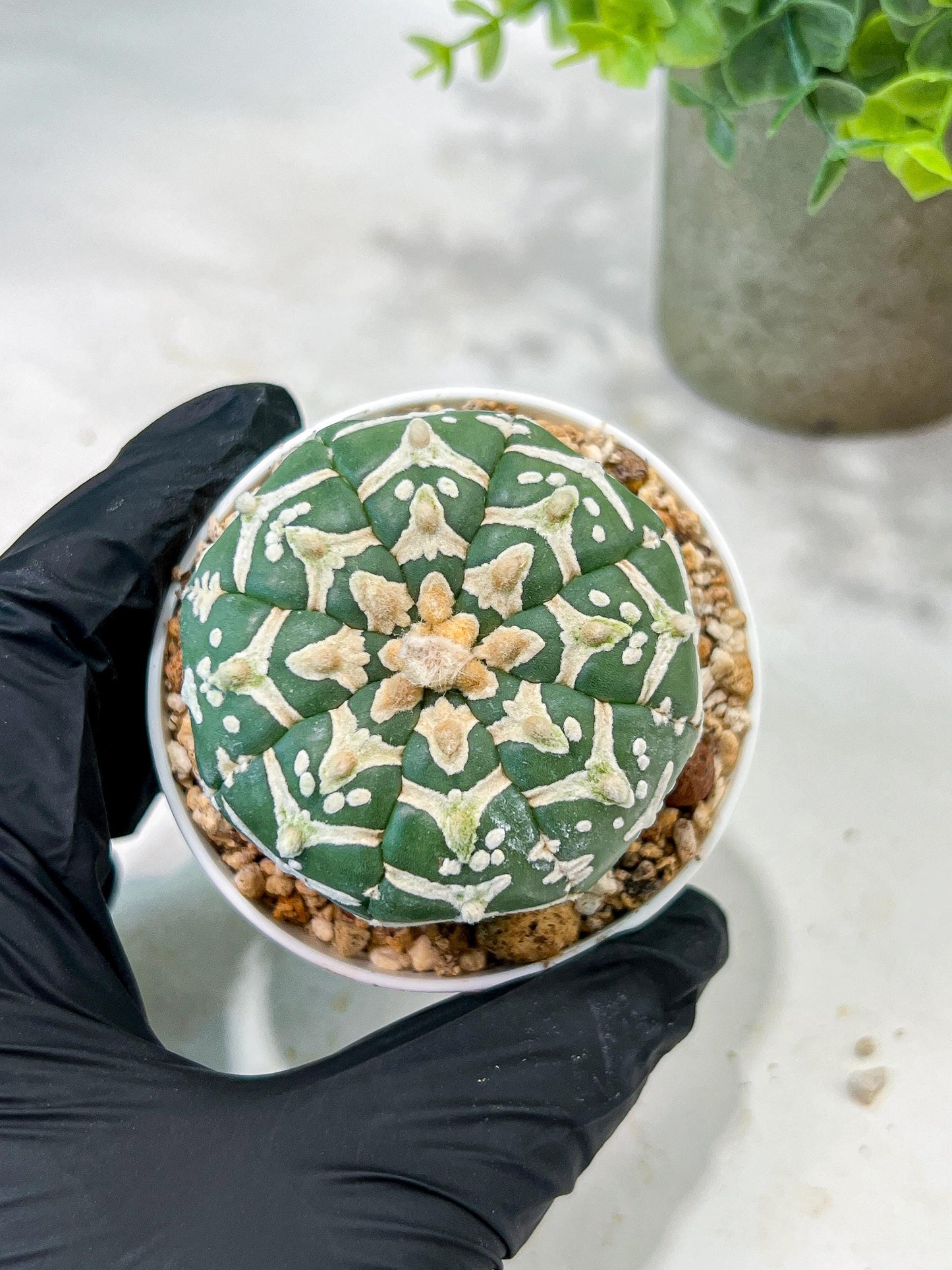 Custom Order- We’ll send you the exact live plant pictured (T5) (g4) | Las Vegas PLANT SELLER| 3" Pot