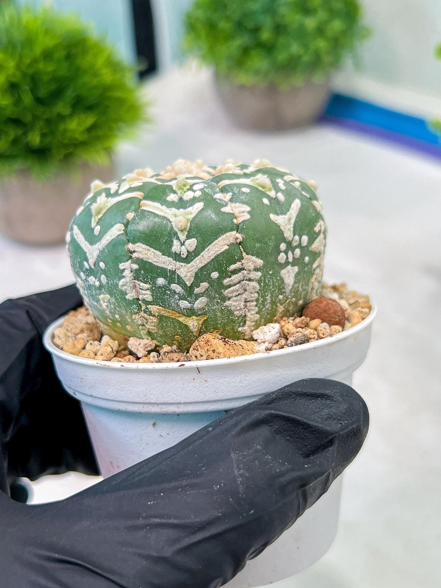 Custom Order- We’ll send you the exact live plant pictured (T5) (g4) | Las Vegas PLANT SELLER| 3" Pot