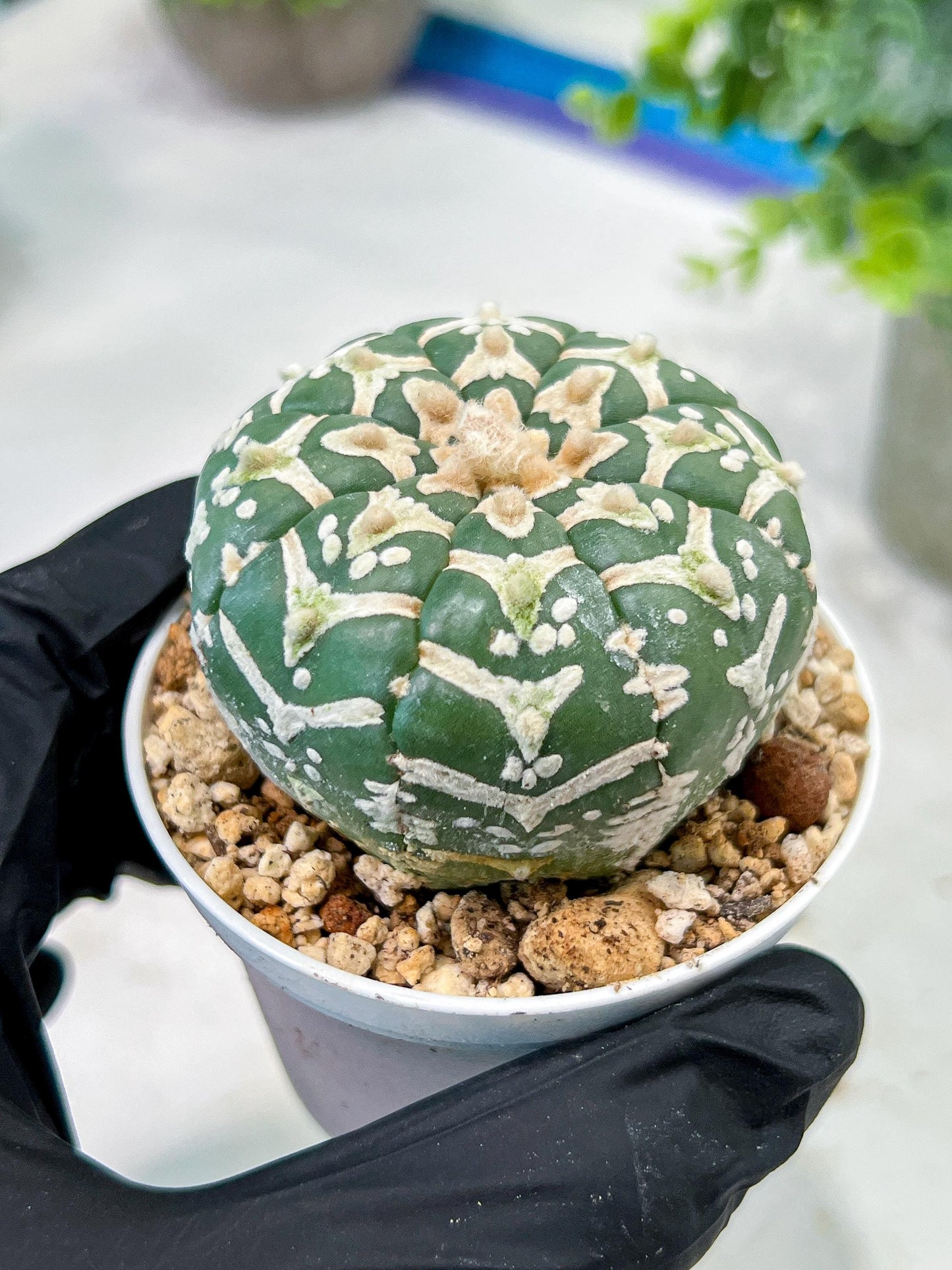 Custom Order- We’ll send you the exact live plant pictured (T5) (g4) | Las Vegas PLANT SELLER| 3" Pot