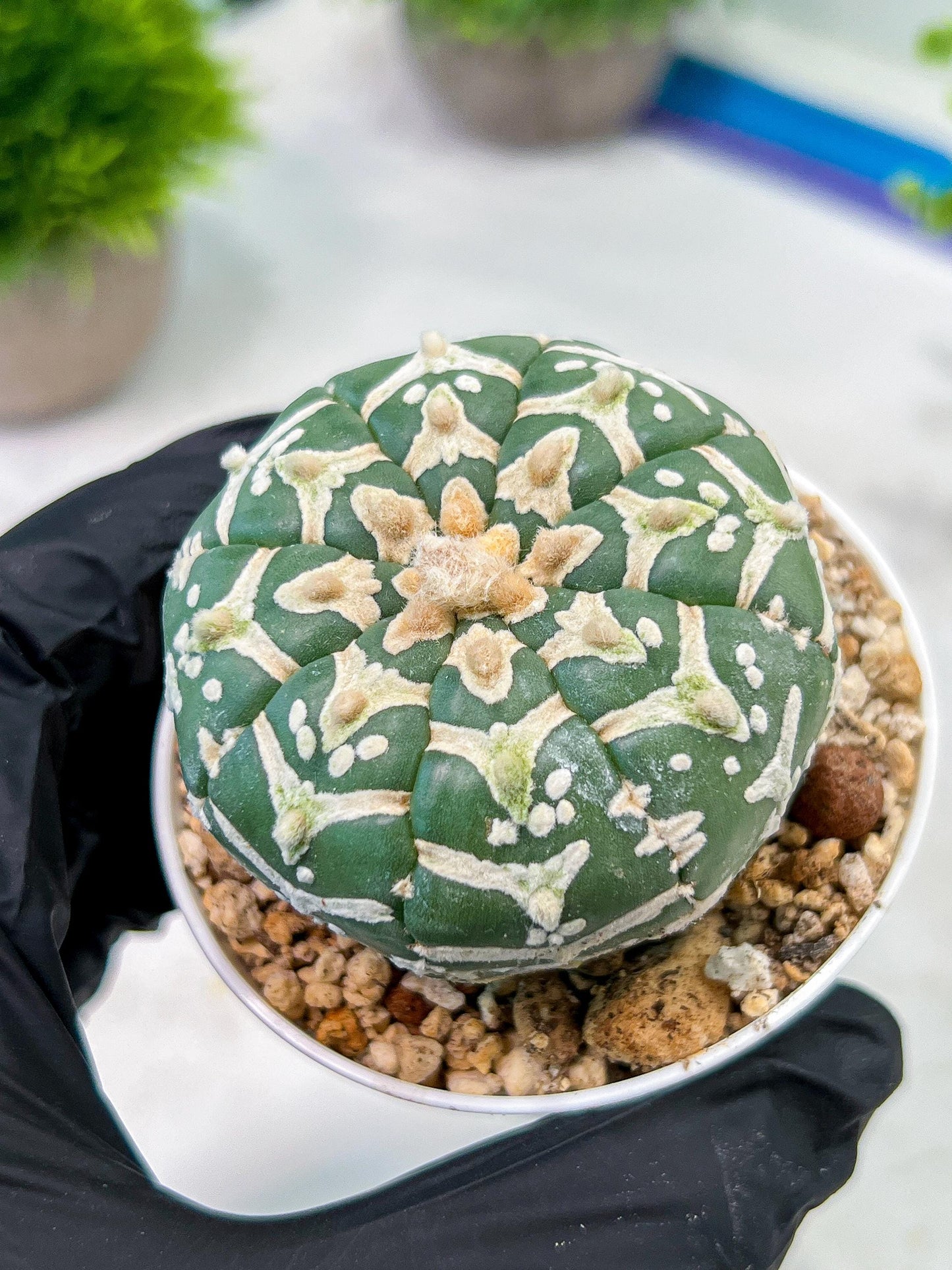 Custom Order- We’ll send you the exact live plant pictured (T5) (g4) | Las Vegas PLANT SELLER| 3" Pot