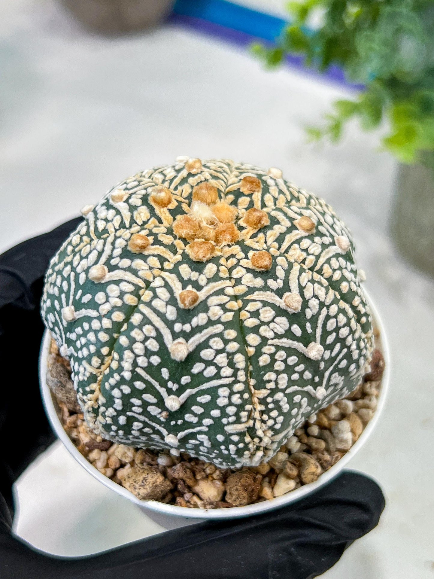 Custom Order- We’ll send you the exact live plant pictured (T5) (g5) | Las Vegas Plant Shp | 3" Pot