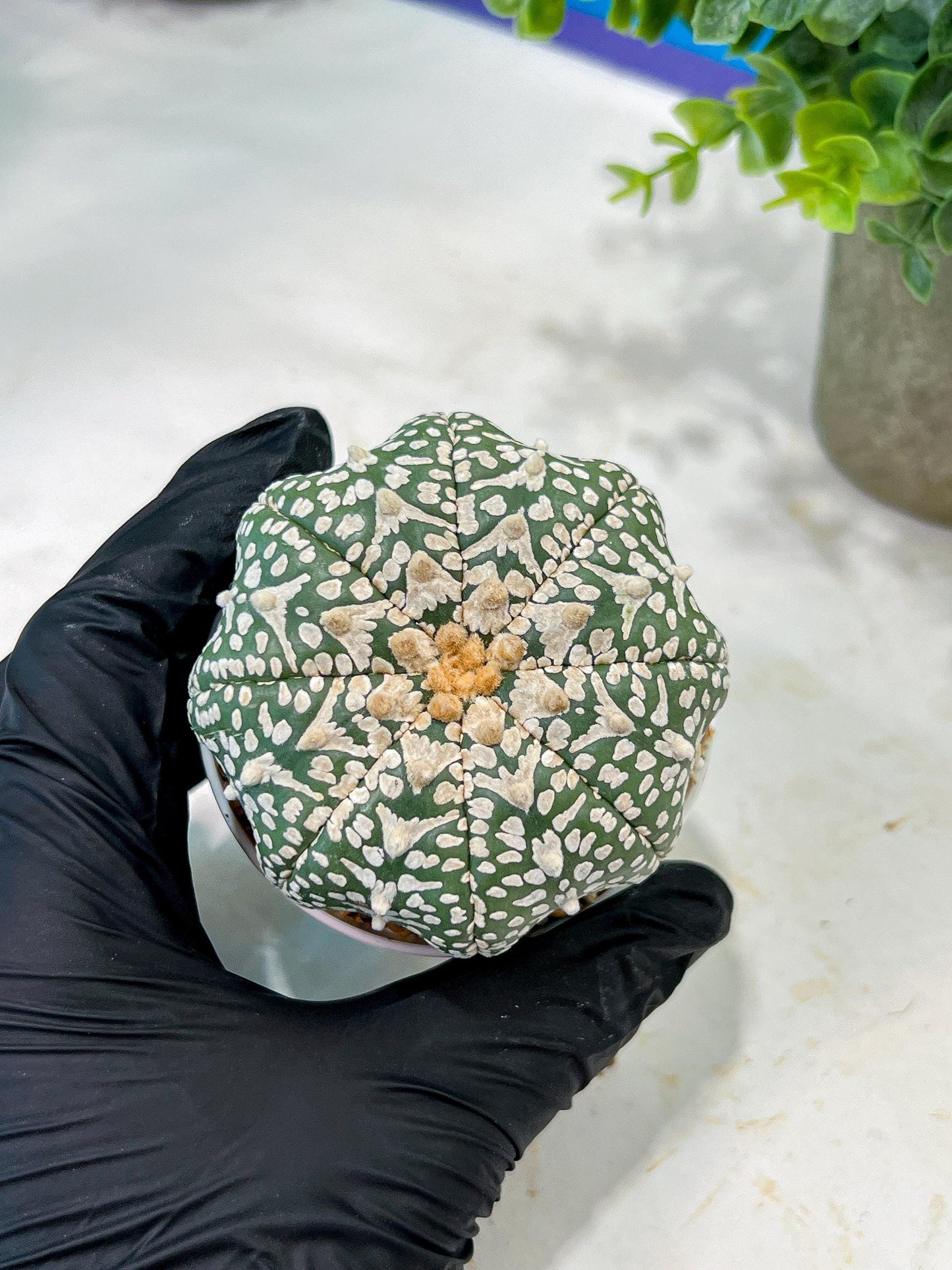 Custom Order- We’ll send you the exact live plant pictured (T5) (g6) | American Plant Seller | 3" Pot