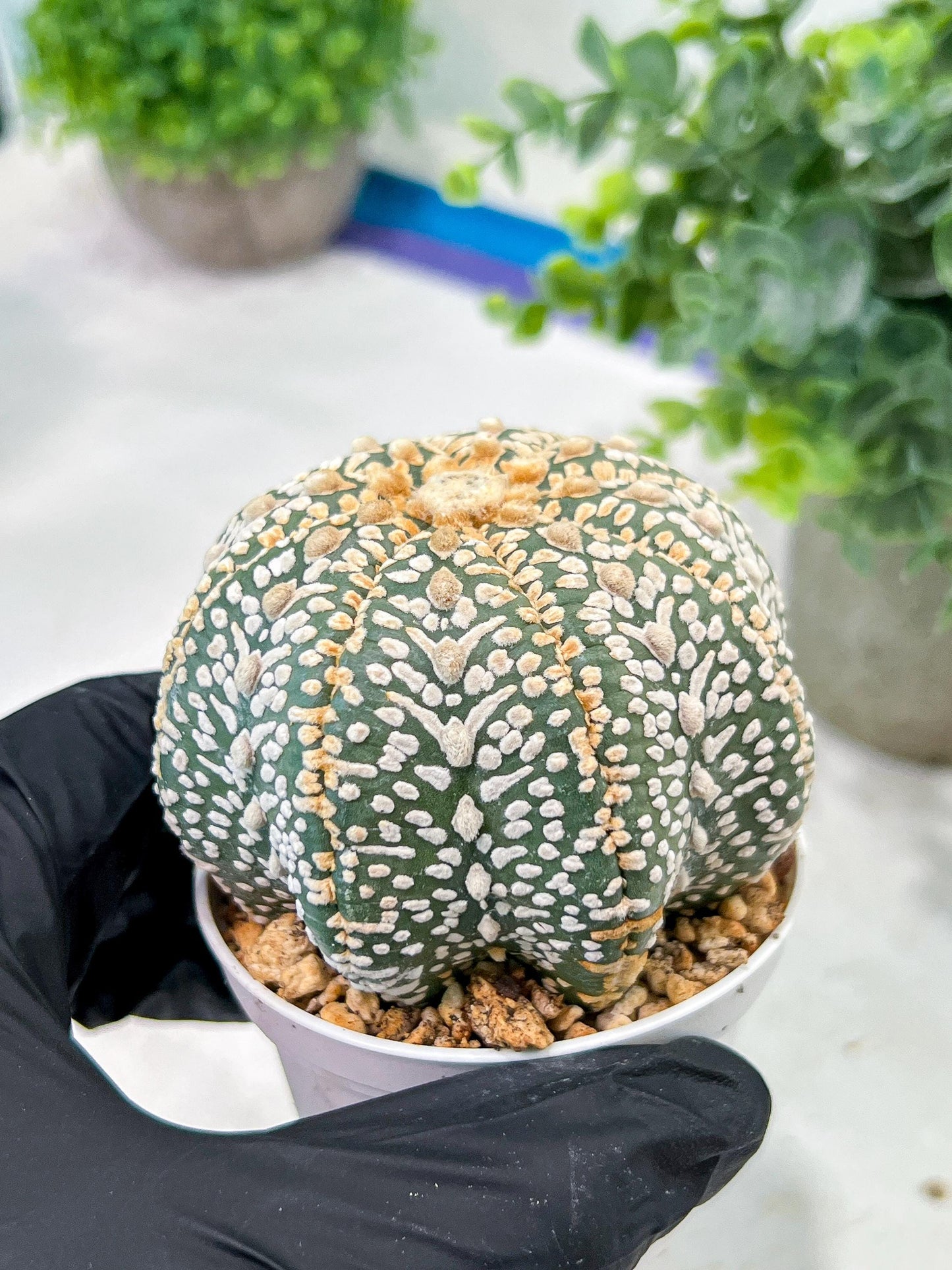 Custom Order- We’ll send you the exact live plant pictured (T5) (g7) | Nevada Plant Seller | 3" Pot