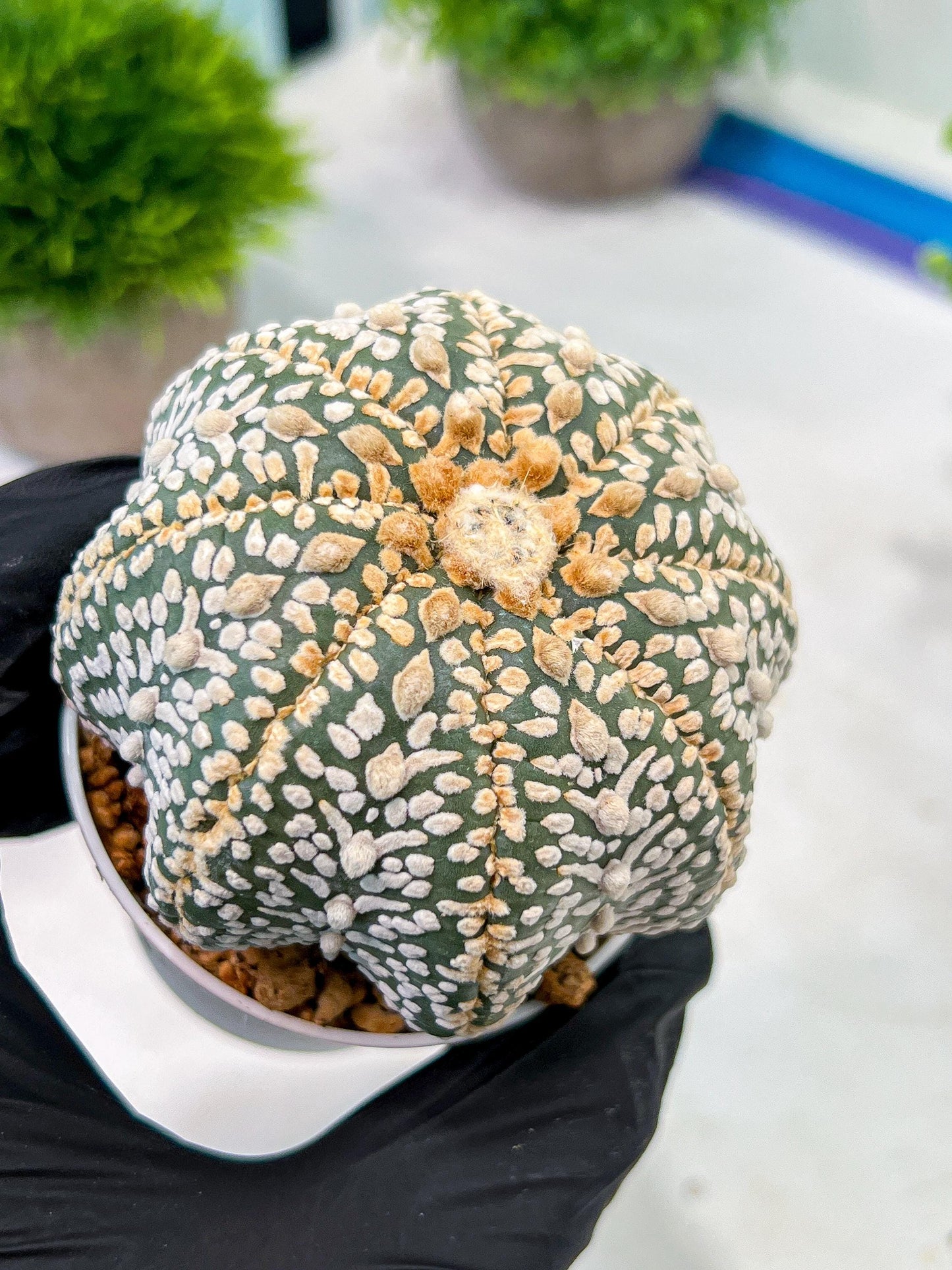 Custom Order- We’ll send you the exact live plant pictured (T5) (g7) | Nevada Plant Seller | 3" Pot