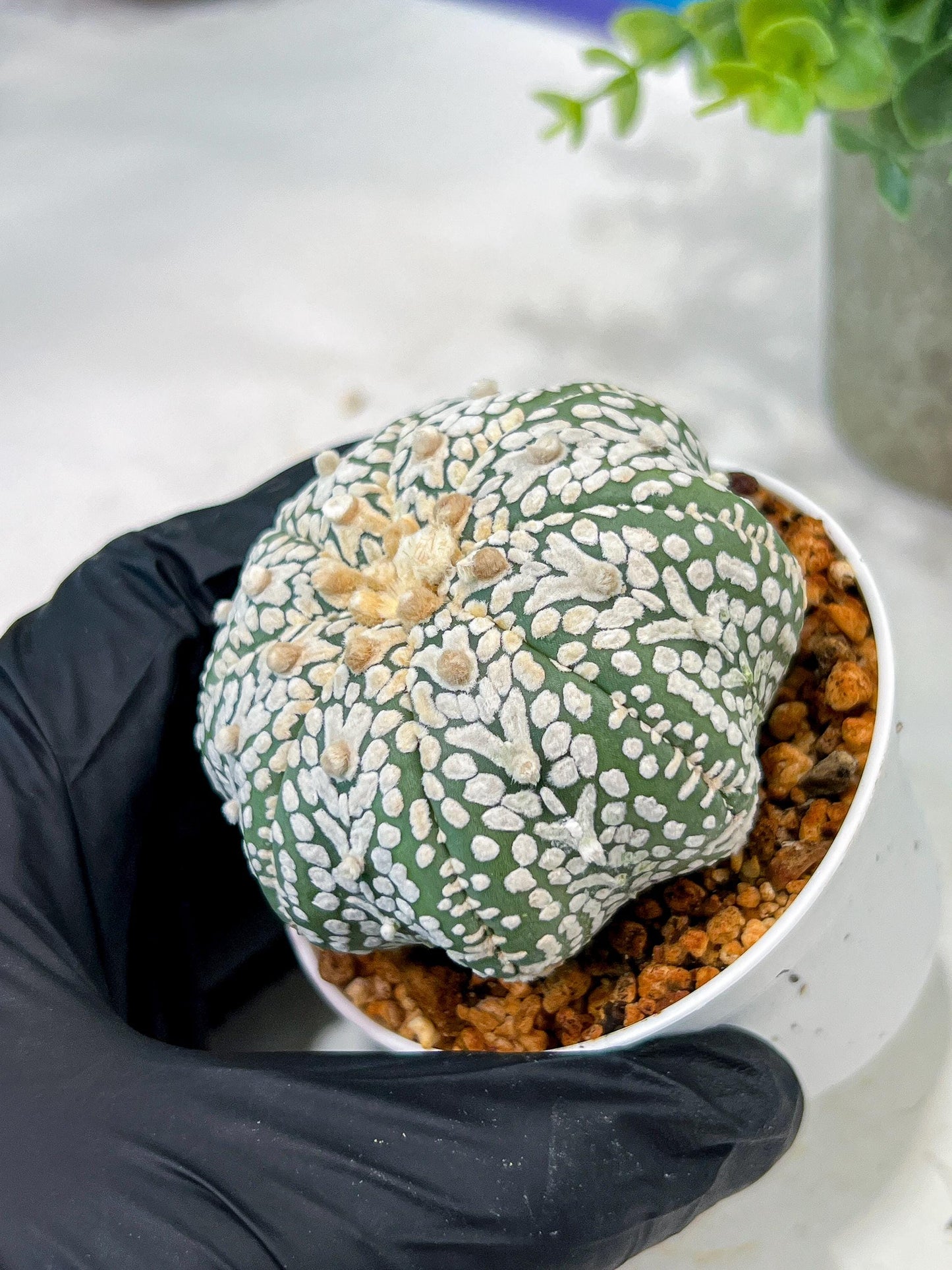Custom Order- We’ll send you the exact live plant pictured (T5) (r1) | Imported From Japan | 3" Pot