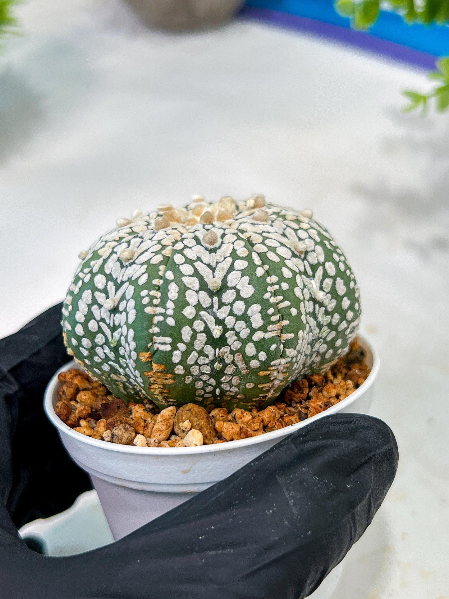 Custom Order- We’ll send you the exact live plant pictured (T5) (r1) | Imported From Japan | 3" Pot