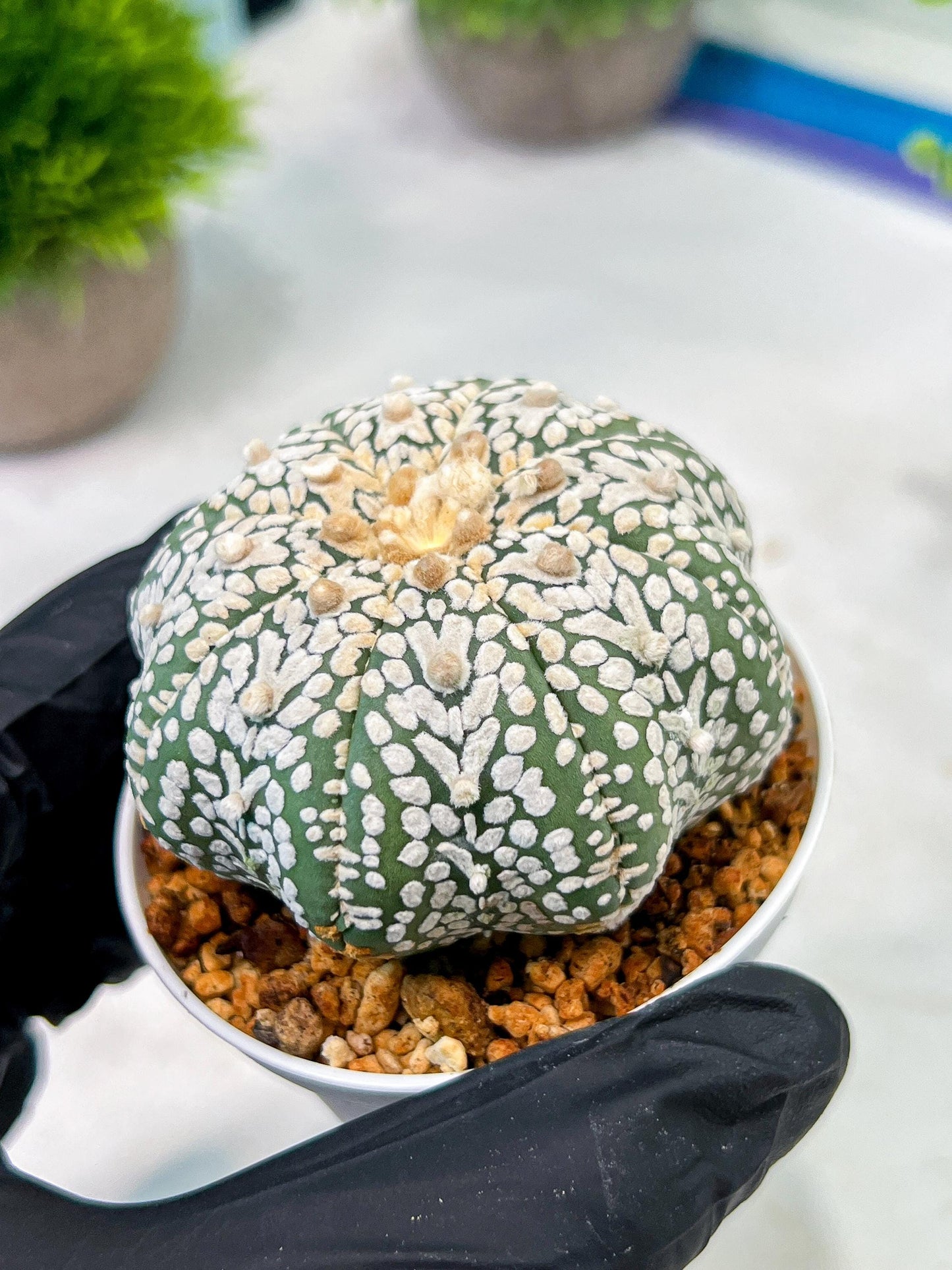 Custom Order- We’ll send you the exact live plant pictured (T5) (r1) | Imported From Japan | 3" Pot