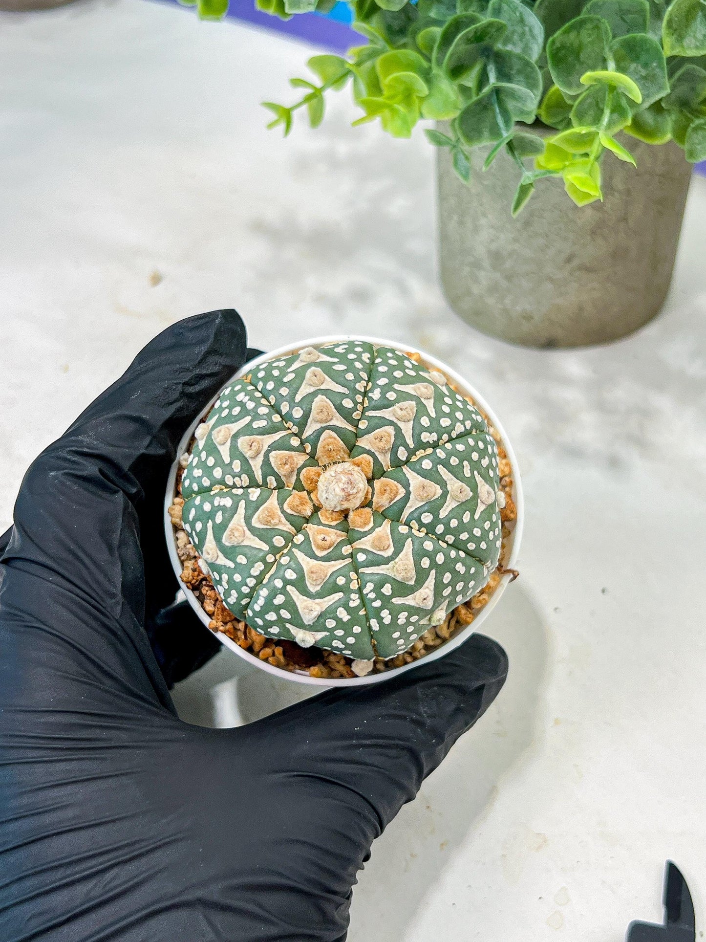 Custom Order- We’ll send you the exact live plant pictured (T5) (r2) | Las Vegas Plant Shop | 3" Pot