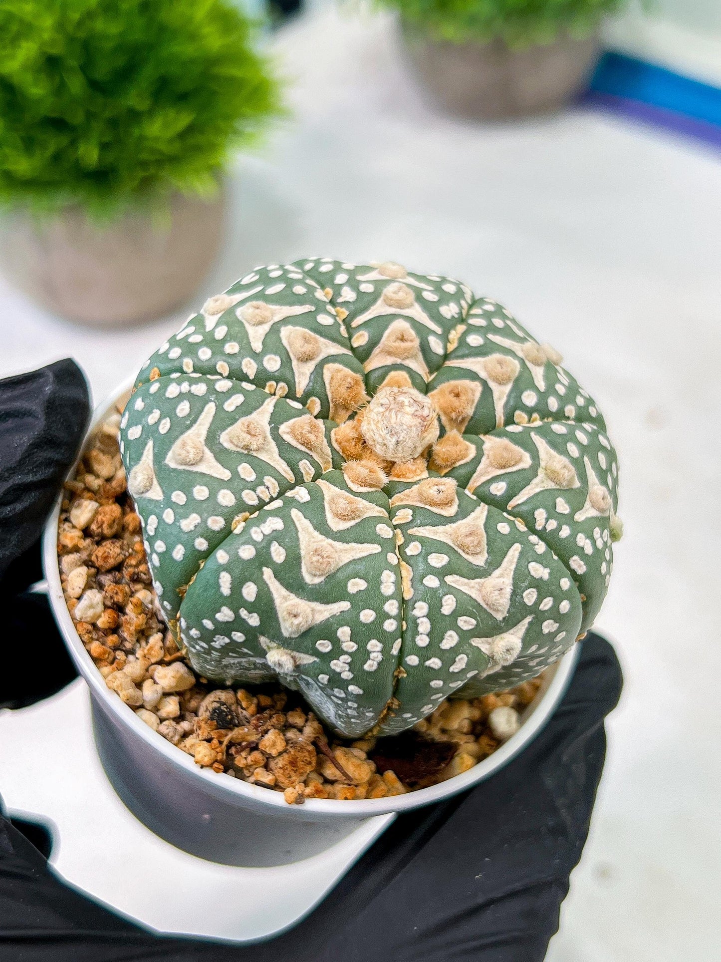 Custom Order- We’ll send you the exact live plant pictured (T5) (r2) | Las Vegas Plant Shop | 3" Pot