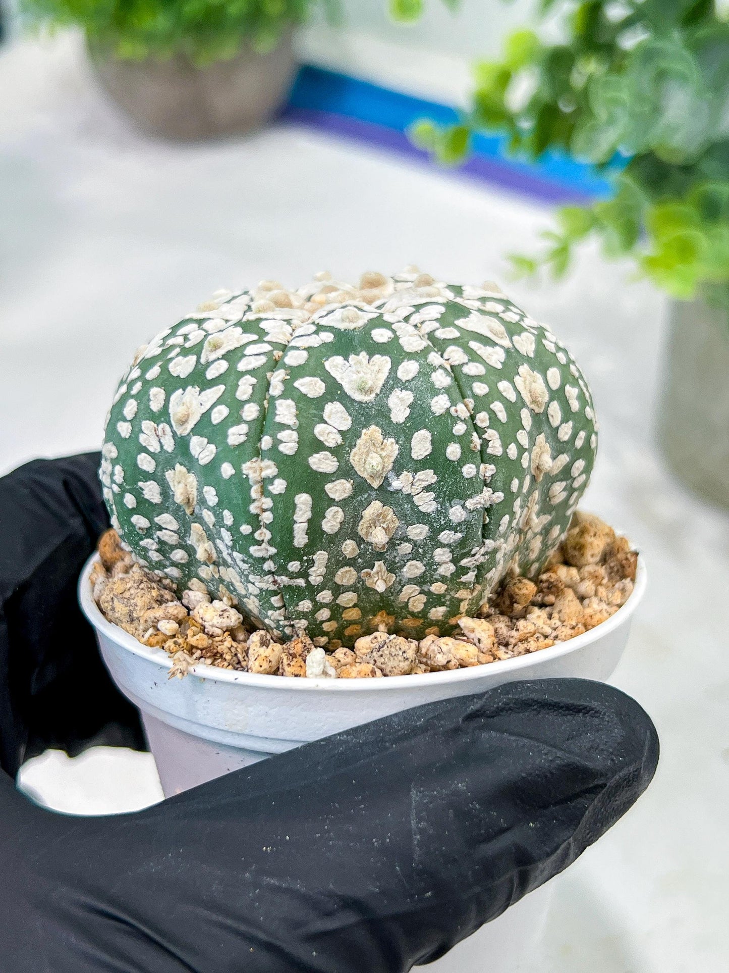 Custom Order- We’ll send you the exact live plant pictured (T5) (r4) | Las Vegas PLANT SELLER| 3" Pot