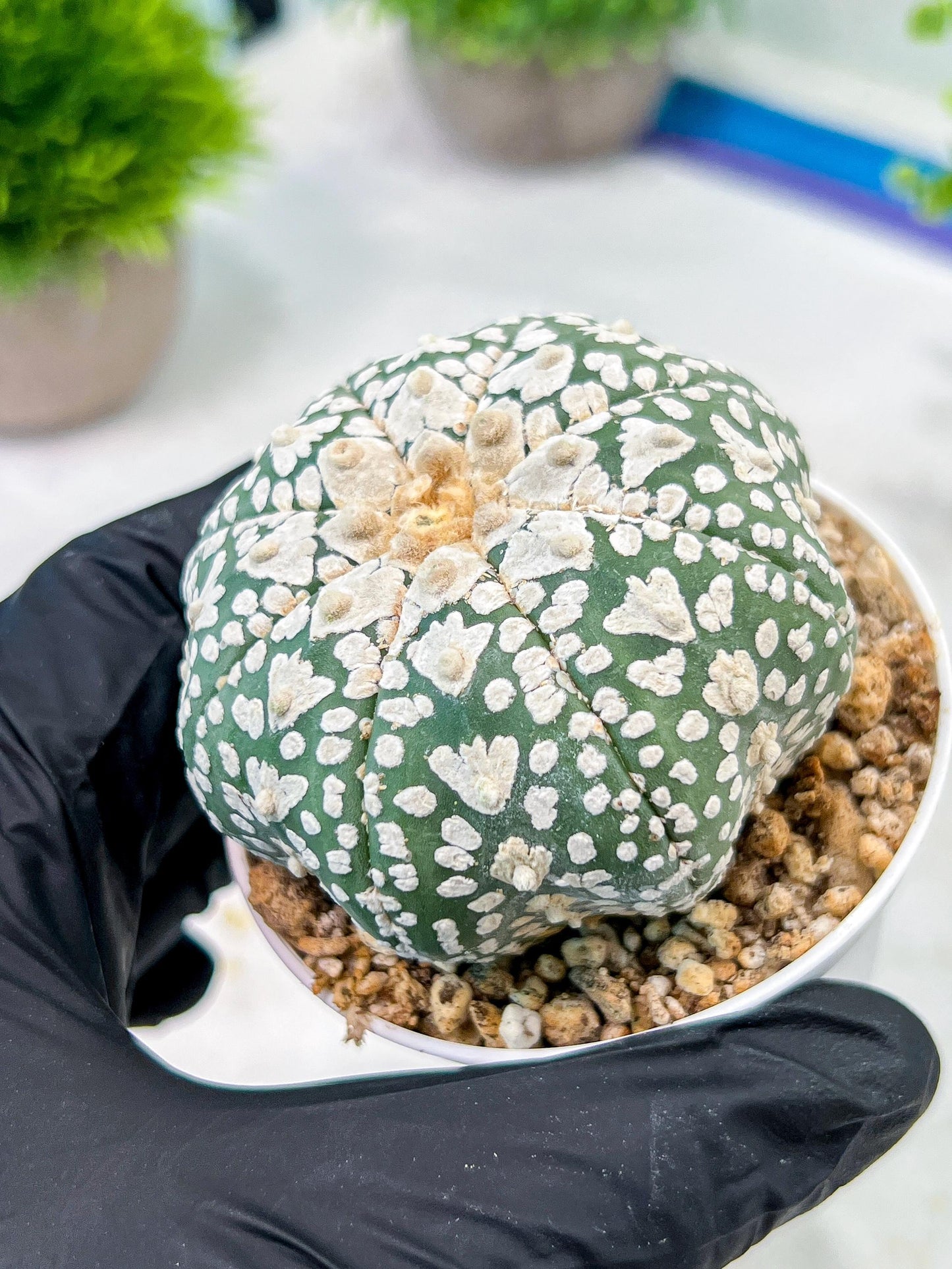 Custom Order- We’ll send you the exact live plant pictured (T5) (r4) | Las Vegas PLANT SELLER| 3" Pot