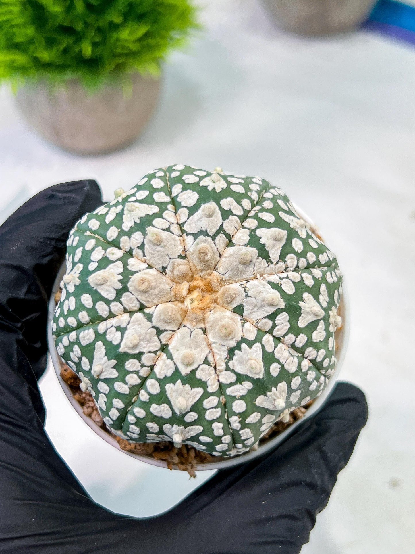 Custom Order- We’ll send you the exact live plant pictured (T5) (r4) | Las Vegas PLANT SELLER| 3" Pot