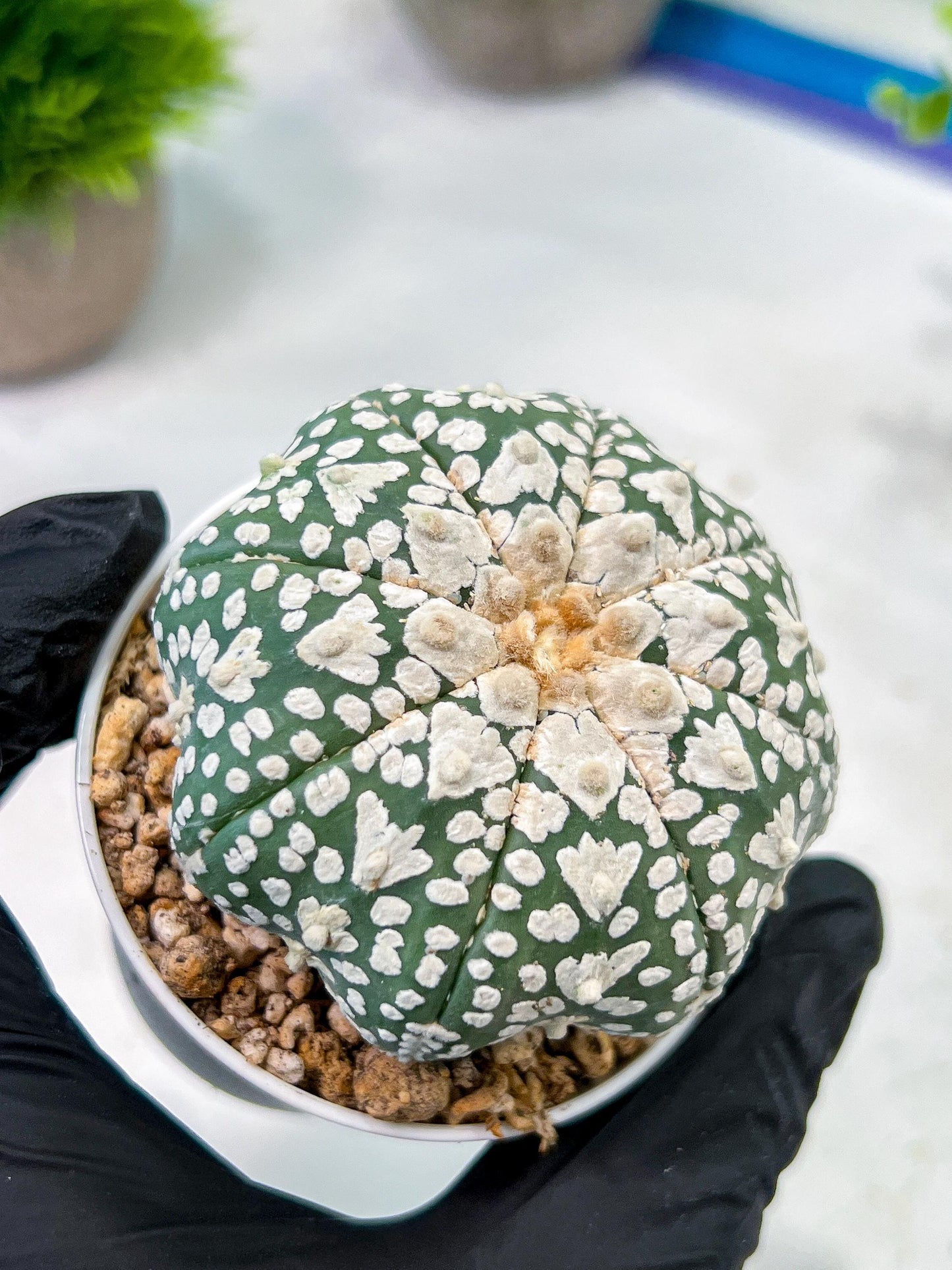 Custom Order- We’ll send you the exact live plant pictured (T5) (r4) | Las Vegas PLANT SELLER| 3" Pot