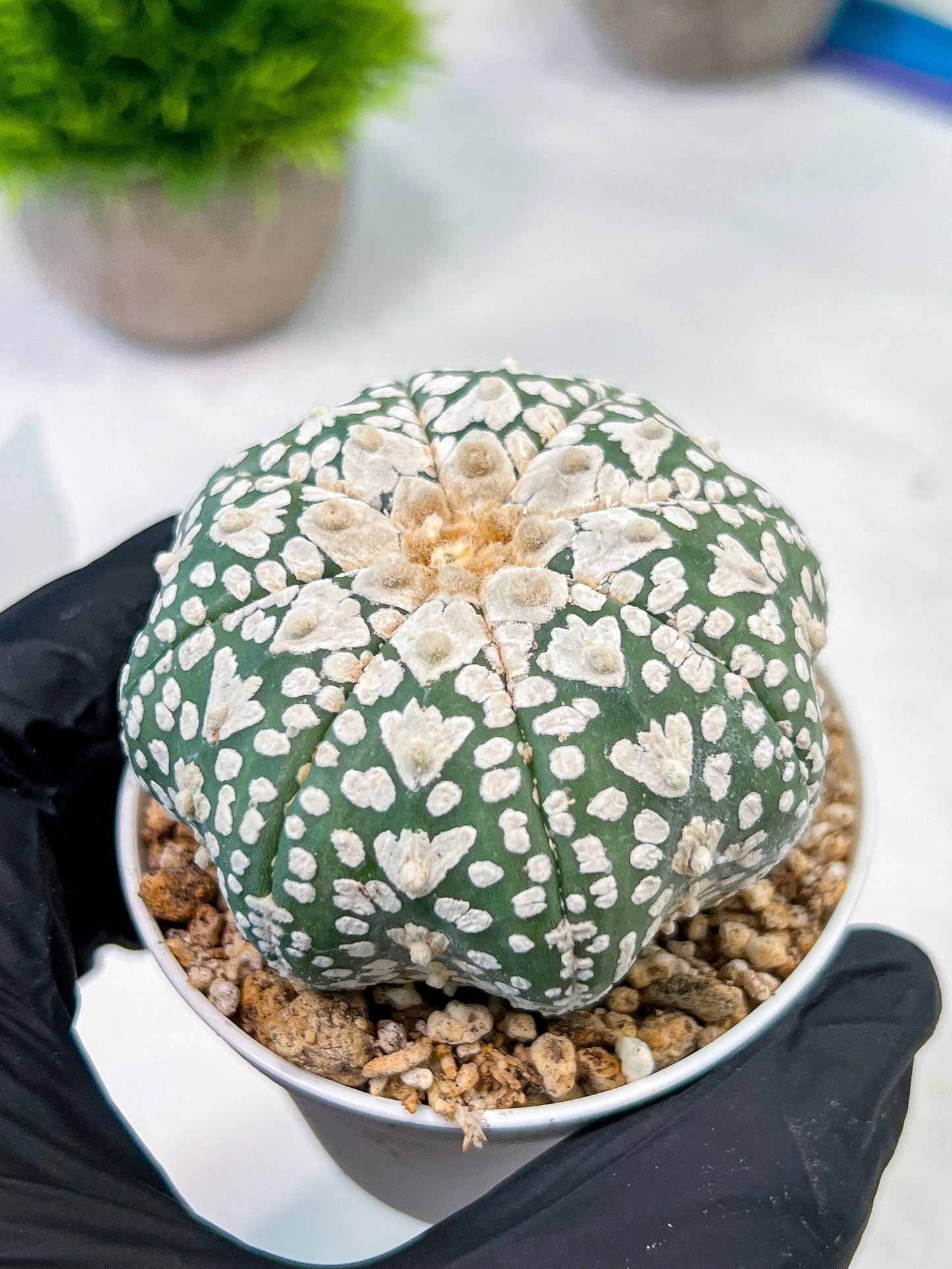 Custom Order- We’ll send you the exact live plant pictured (T5) (r4) | Las Vegas PLANT SELLER| 3" Pot