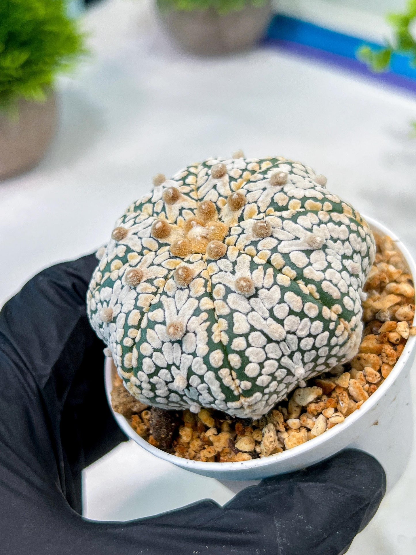 Custom Order- We’ll send you the exact live plant pictured (T5) (r5) | Las Vegas Plant Shp | 3" Pot