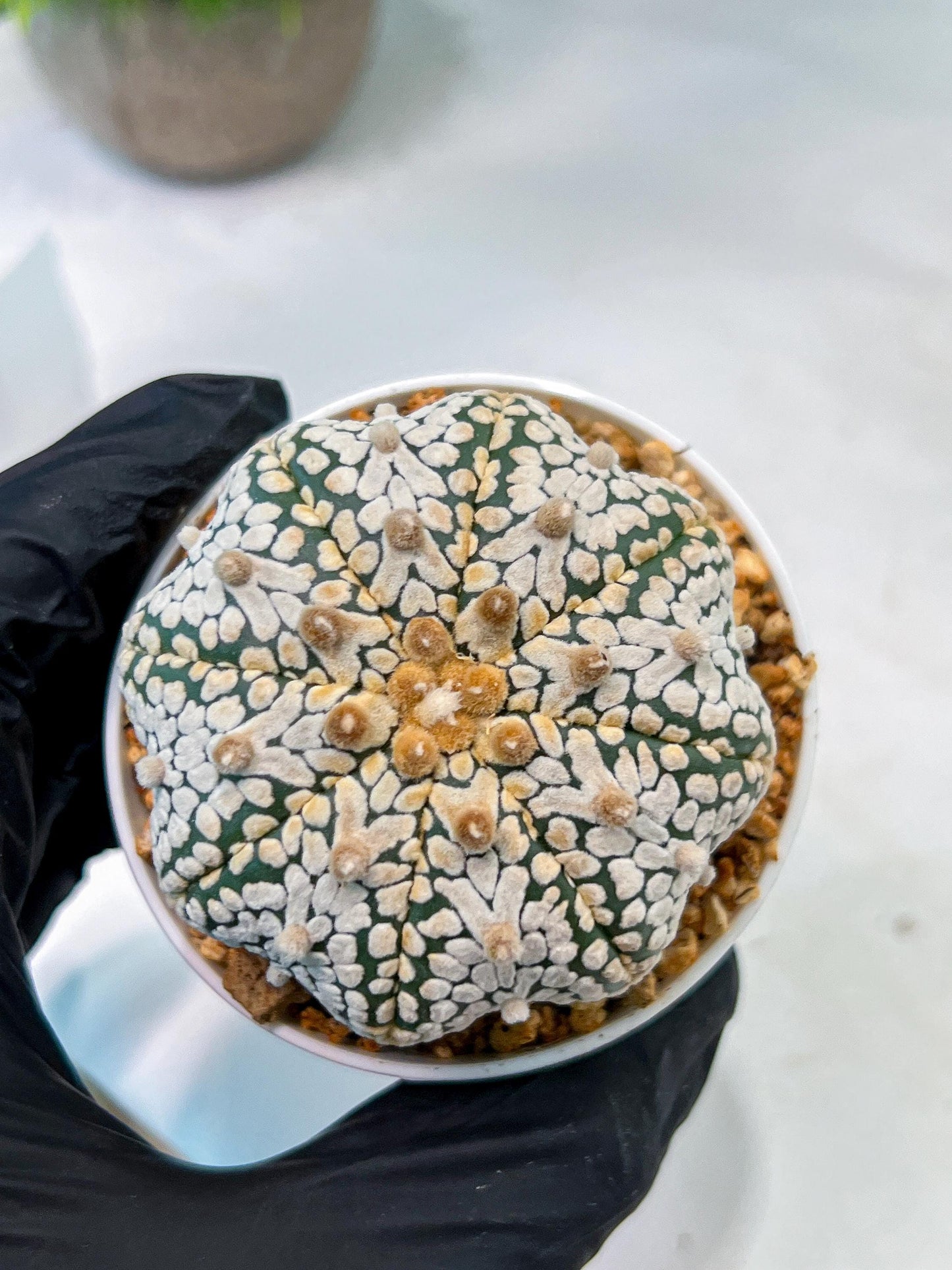 Custom Order- We’ll send you the exact live plant pictured (T5) (r5) | Las Vegas Plant Shp | 3" Pot