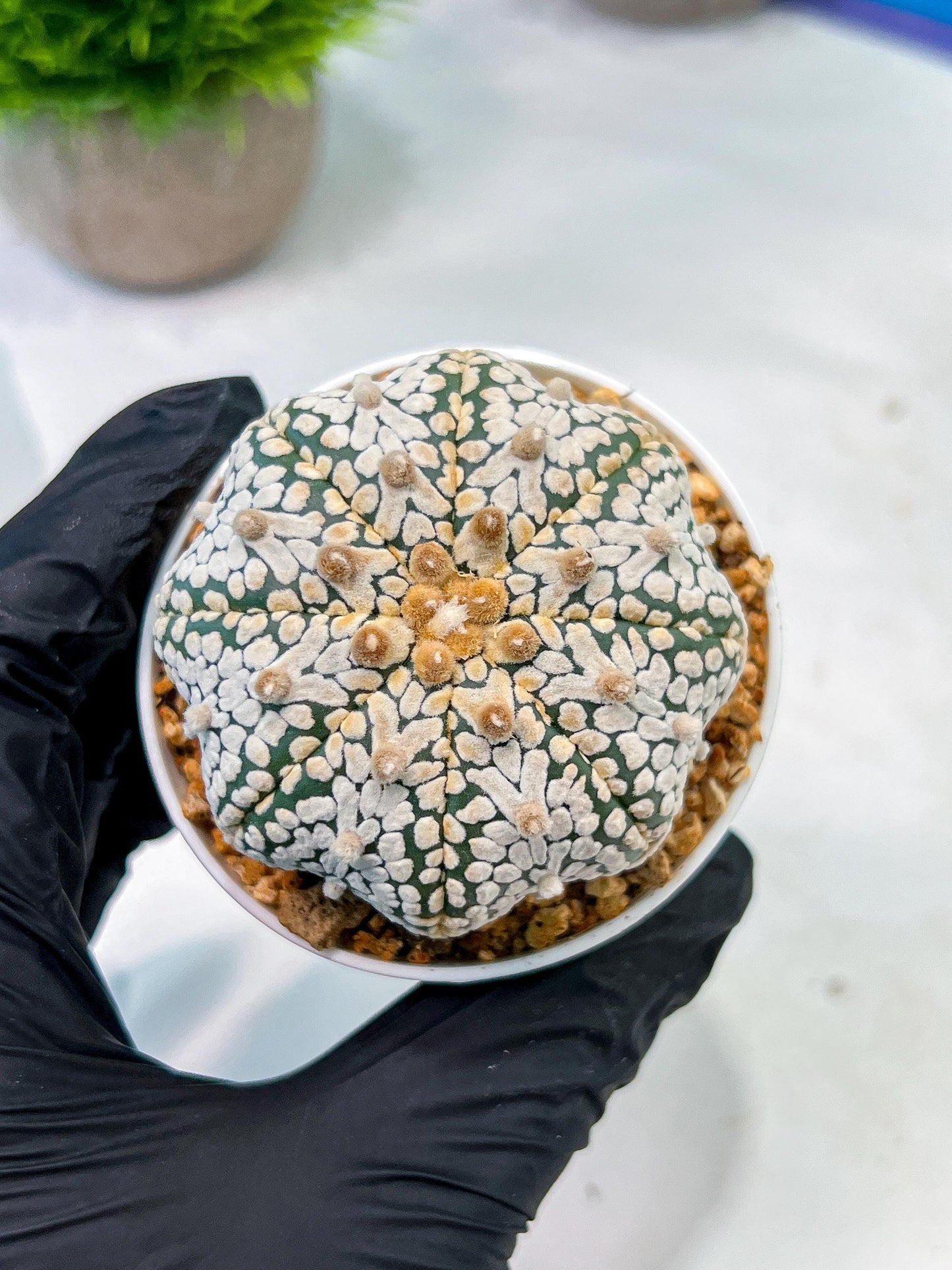 Custom Order- We’ll send you the exact live plant pictured (T5) (r5) | Las Vegas Plant Shp | 3" Pot