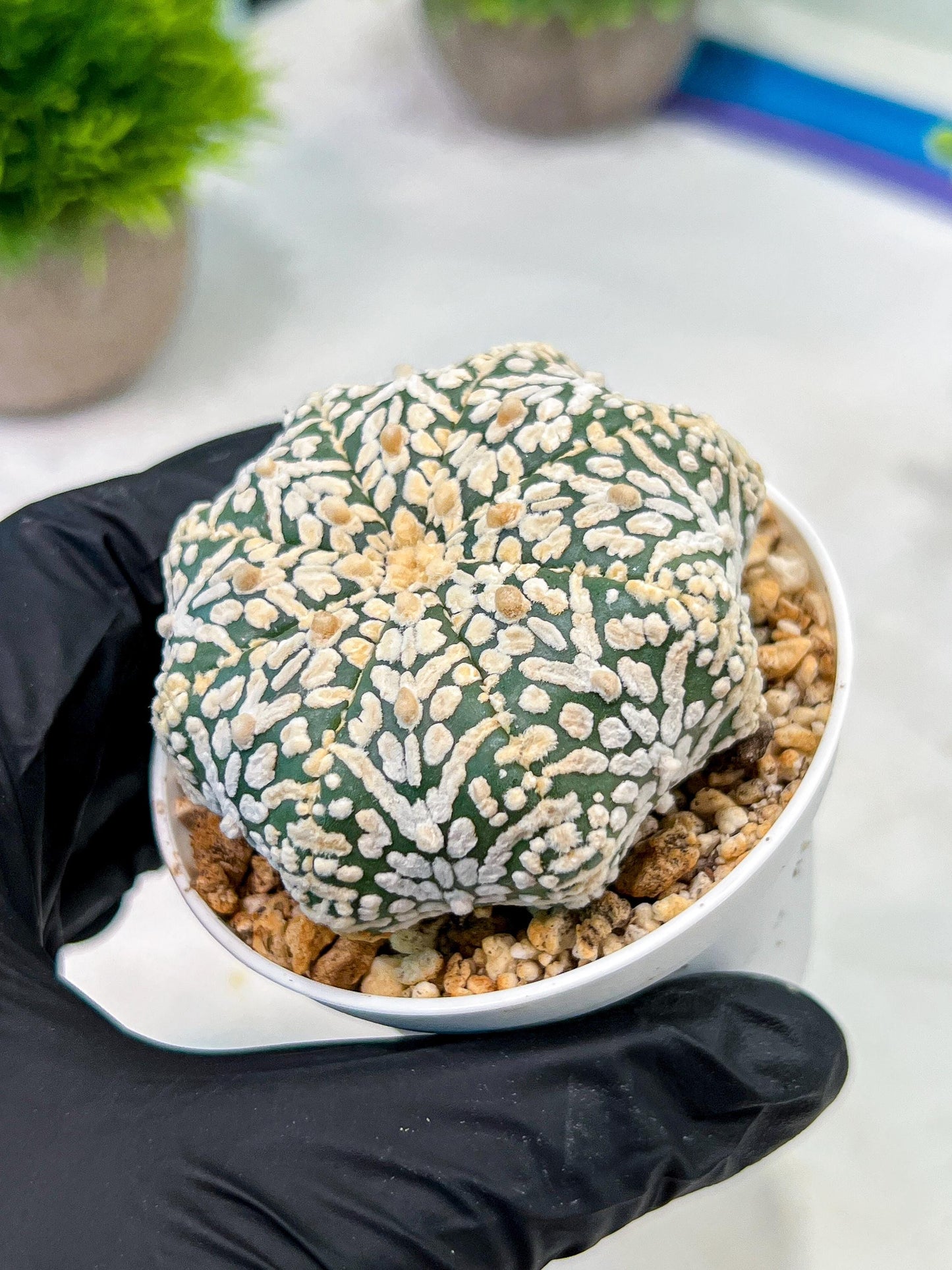 Custom Order- We’ll send you the exact live plant pictured (T5) (r6) | American Plant Seller | 3" Pot