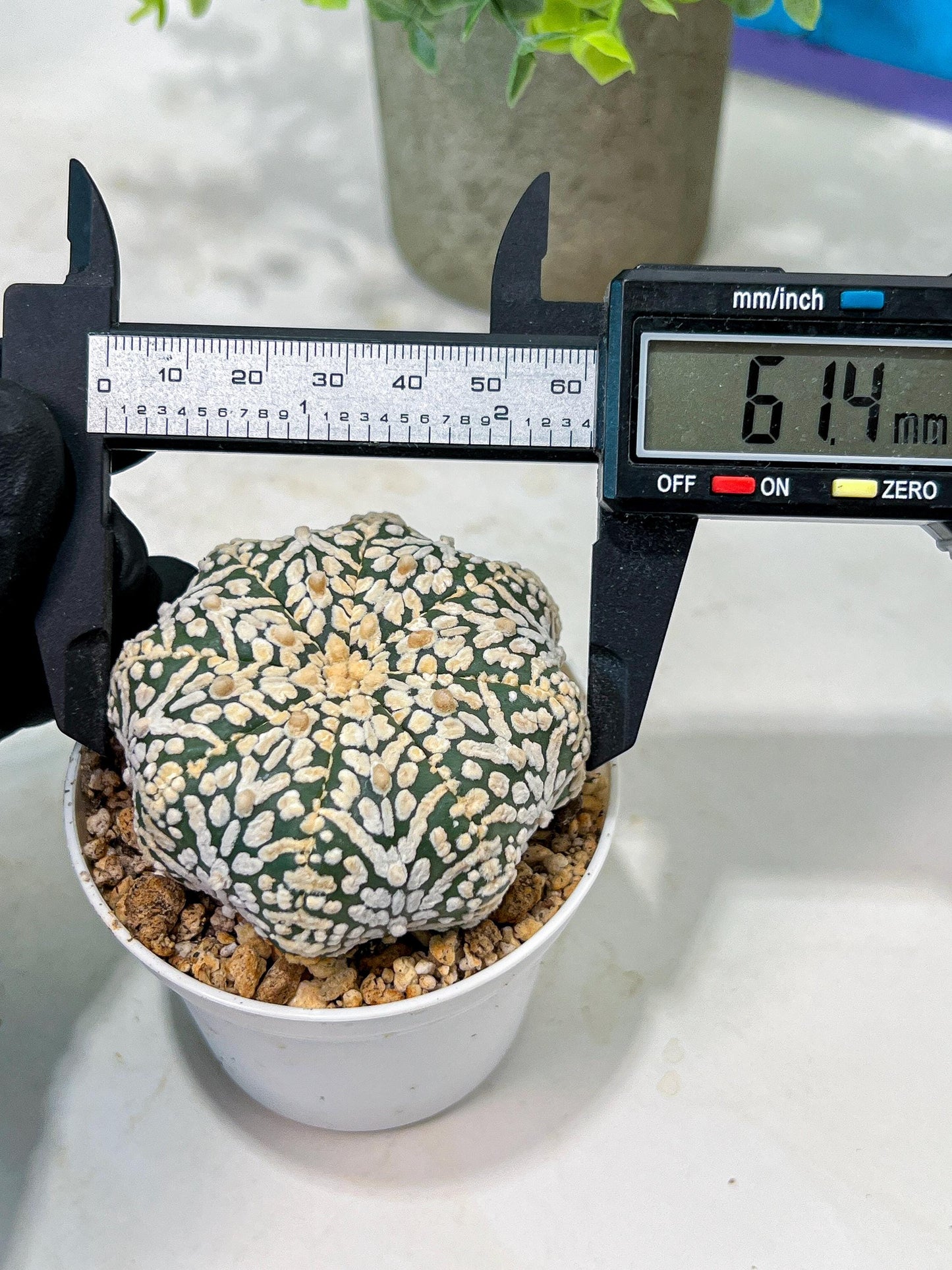 Custom Order- We’ll send you the exact live plant pictured (T5) (r6) | American Plant Seller | 3" Pot