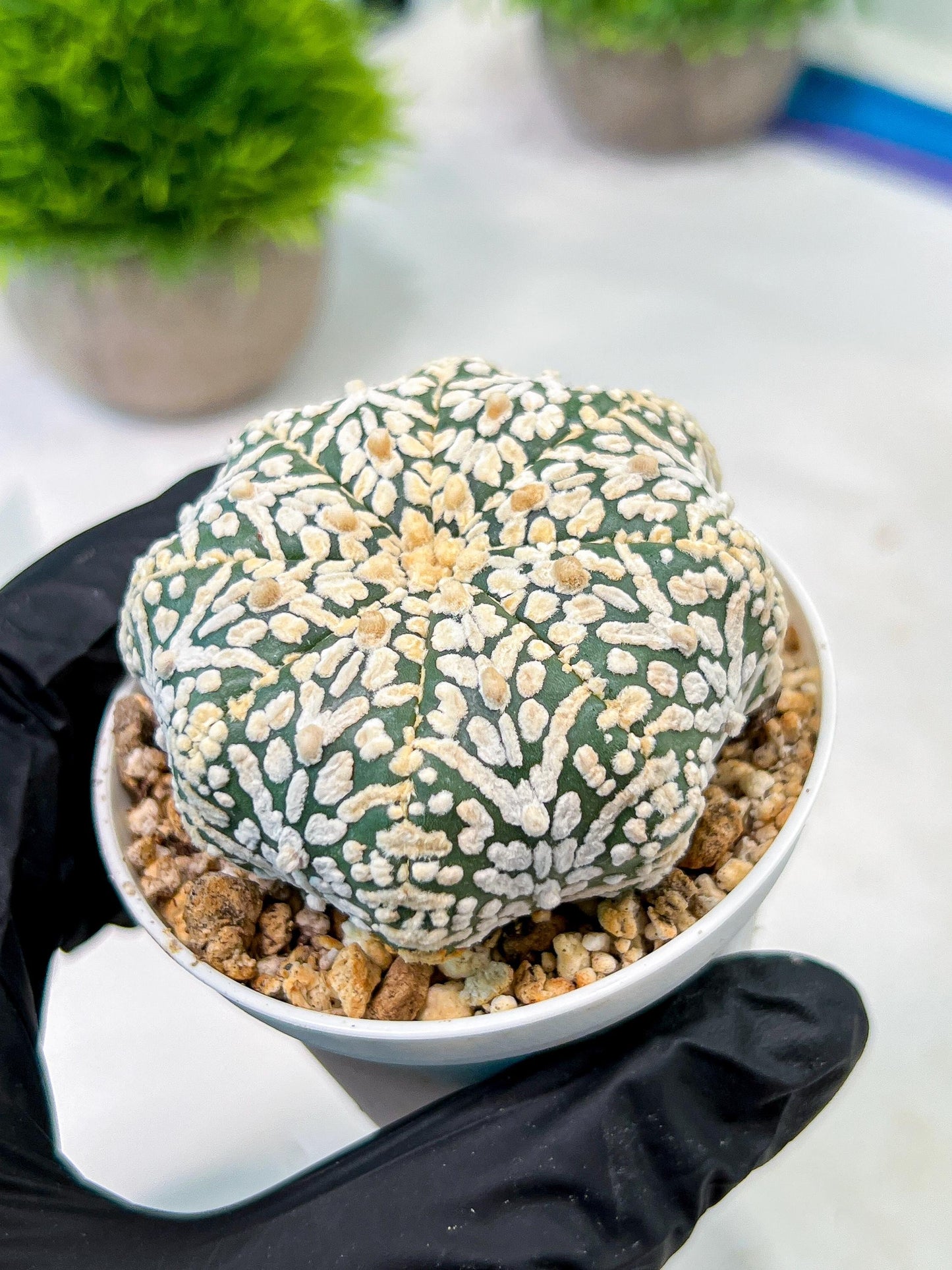 Custom Order- We’ll send you the exact live plant pictured (T5) (r6) | American Plant Seller | 3" Pot