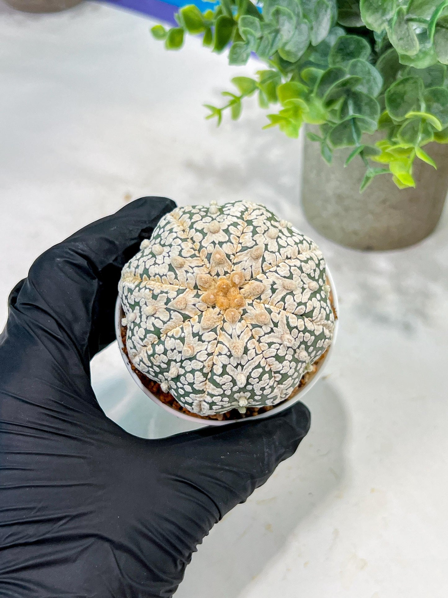 Custom Order- We’ll send you the exact live plant pictured (T5) (r7) | Nevada Plant Seller | 3" Pot