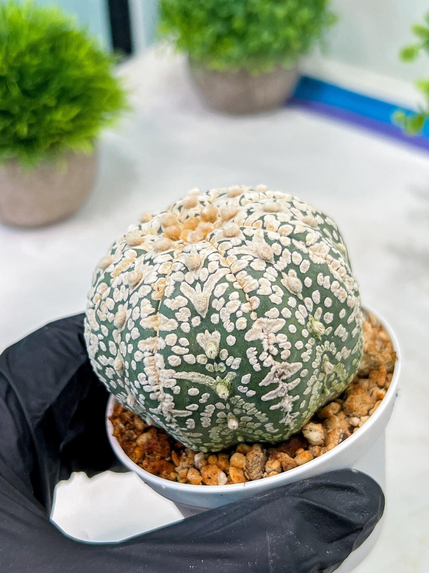 Custom Order- We’ll send you the exact live plant pictured (T5) (r7) | Nevada Plant Seller | 3" Pot